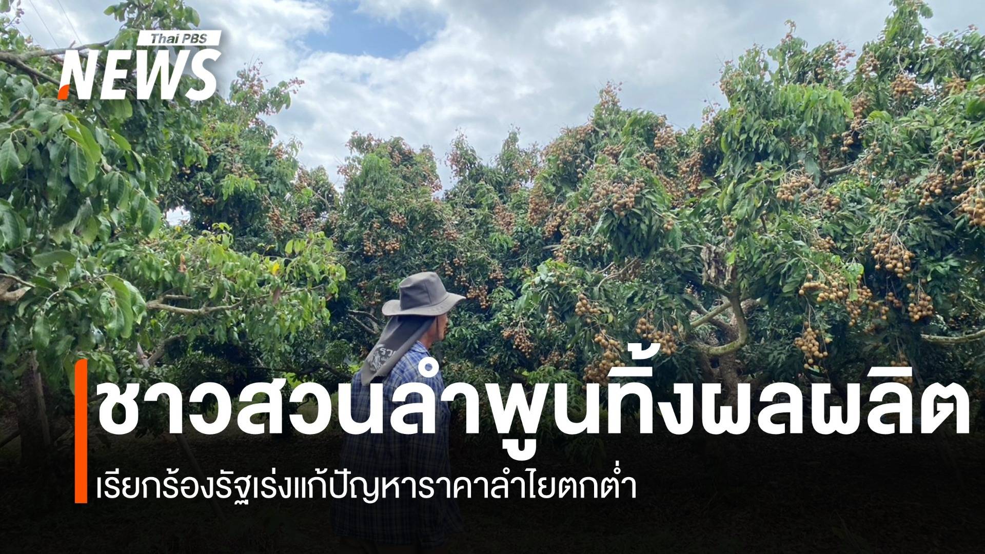 ราคาลำไยดิ่ง ชาวสวนเวียงหนองล่องปล่อยทิ้งคาต้น วอนรัฐเร่งช่วย