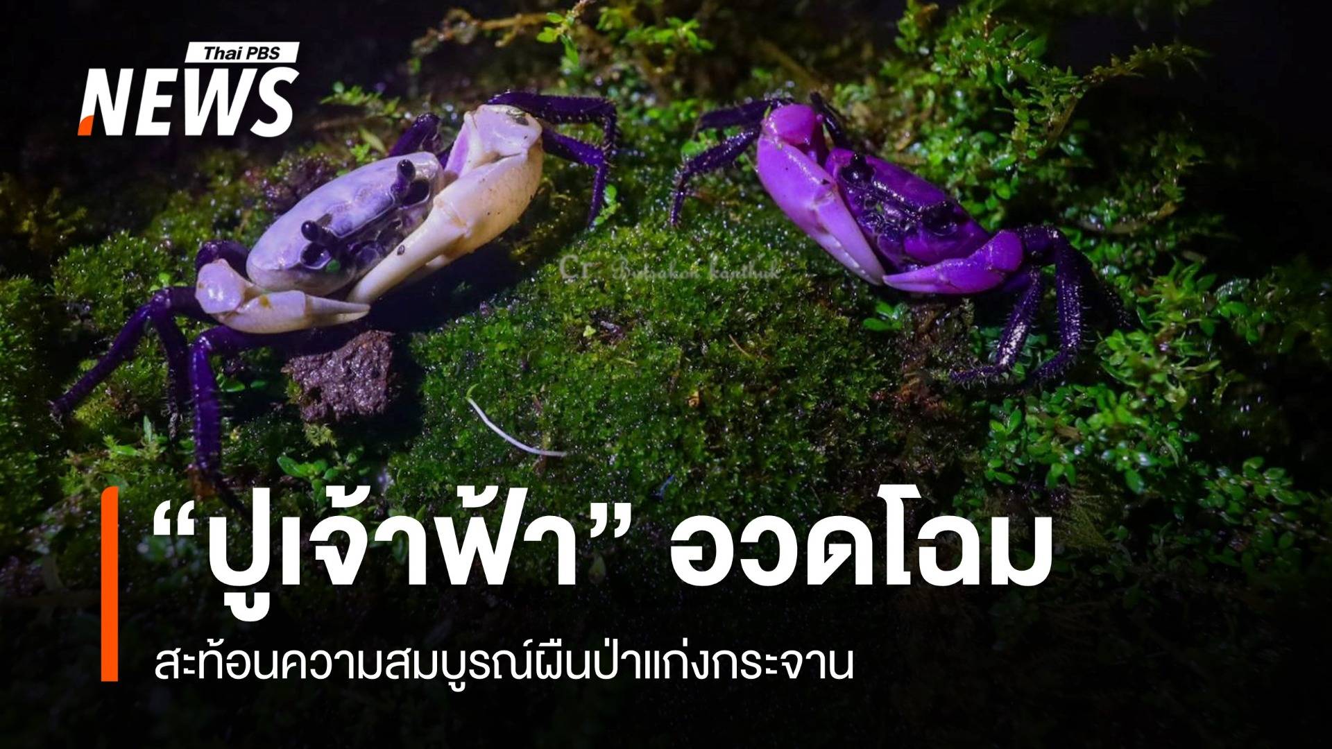 อวดโฉมพะเนินทุ่ง "ปูเจ้าฟ้า" สะท้อนระบบนิเวศสมบูรณ์