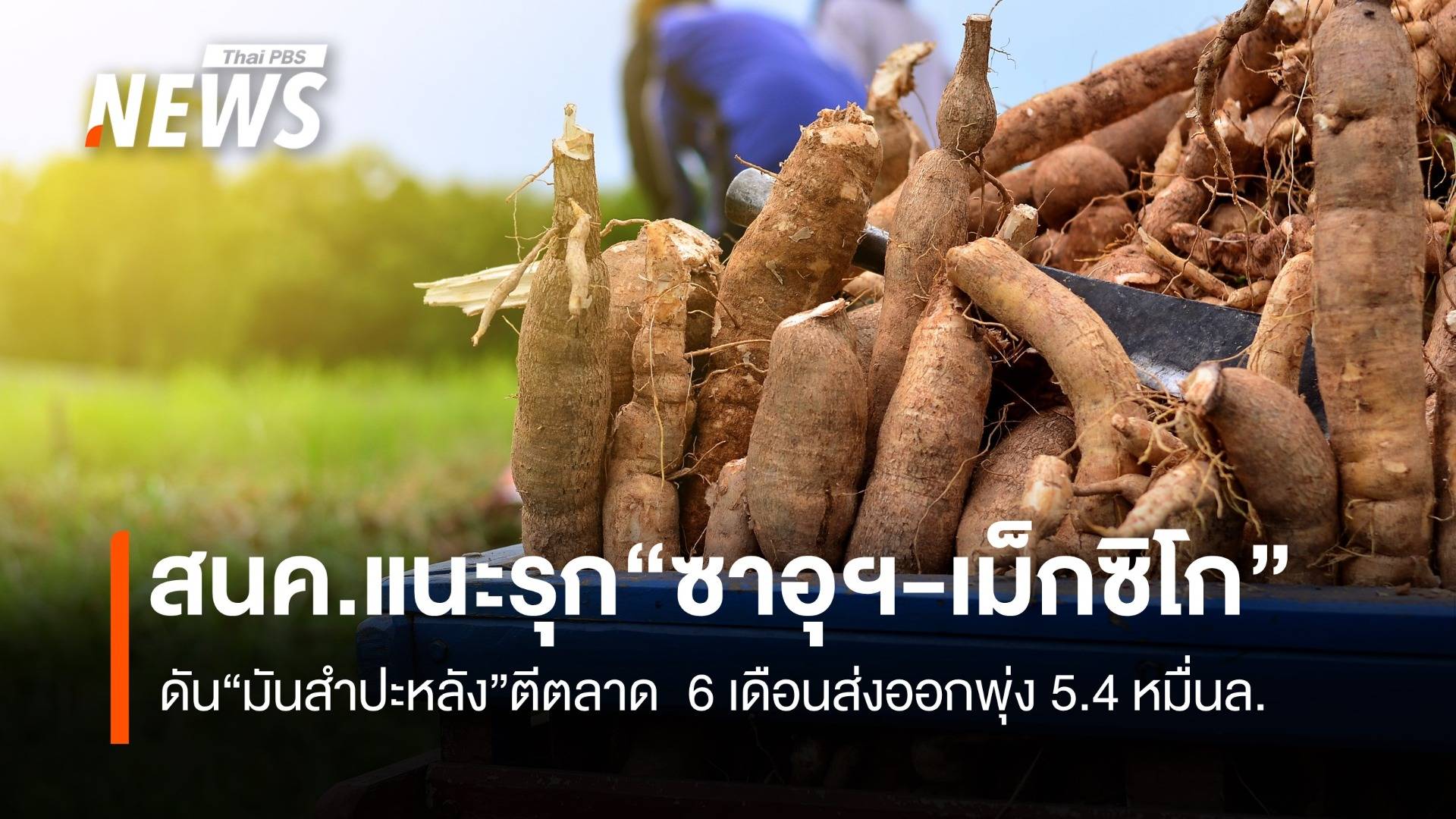 ลุยเจาะตลาดมันสำปะหลัง "ซาอุฯ-เม็กซิโก" 6 เดือนส่งออกพุ่ง 5.4 หมื่นล้าน