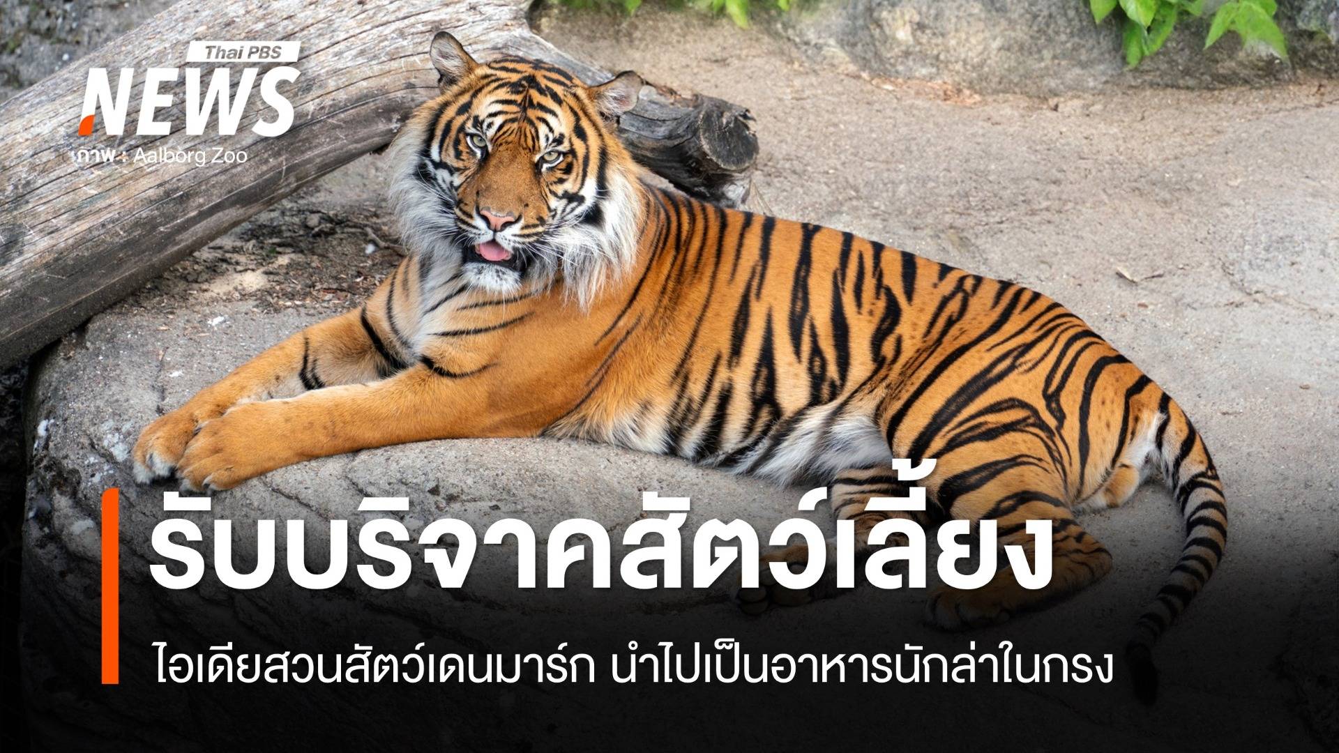 วิจารณ์หนัก! สวนสัตว์เดนมาร์กขอรับบริจาคสัตว์เลี้ยงให้เสือ-สิงโตกิน
