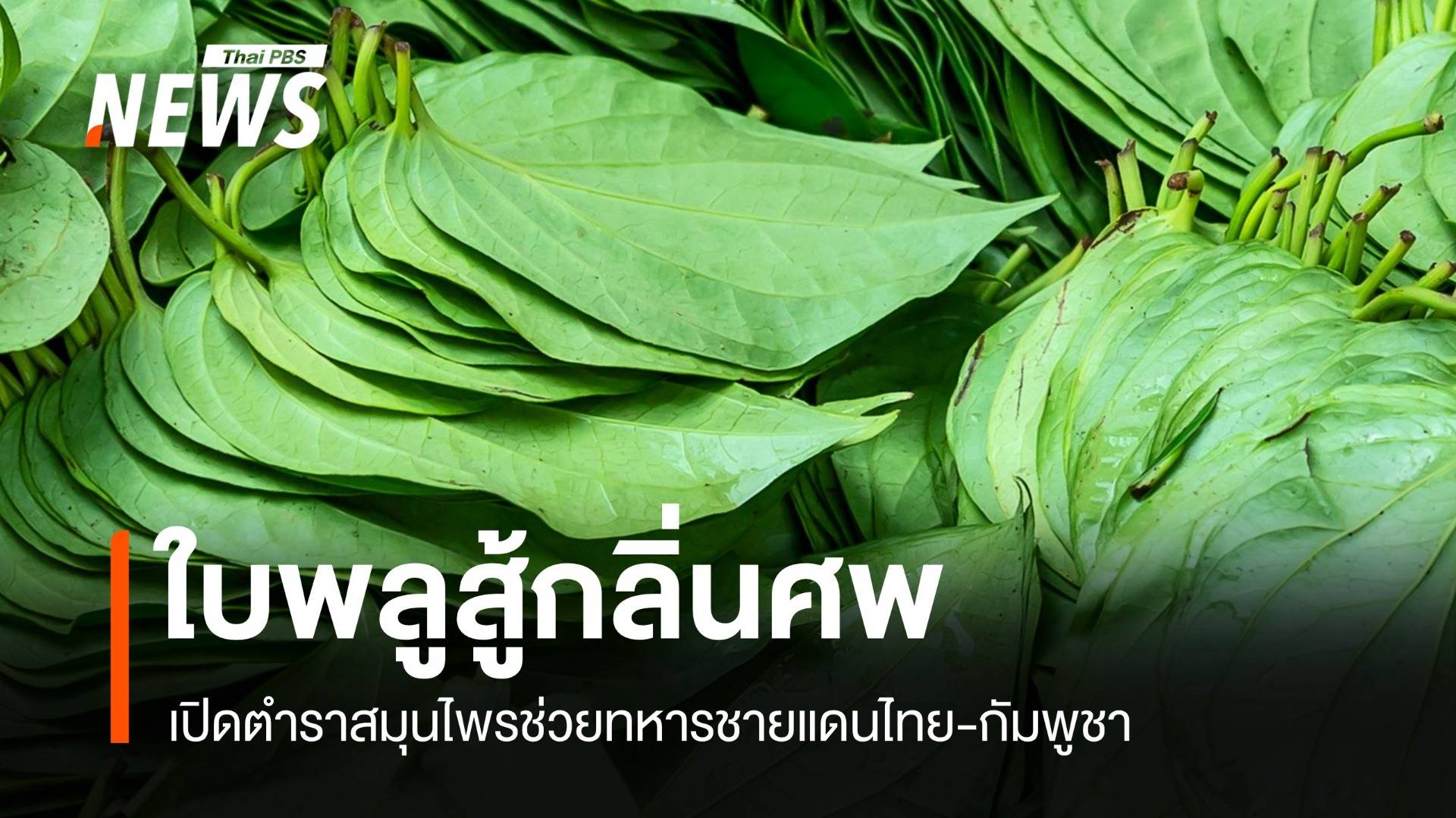 ใบพลูสู้กลิ่นศพ เปิดตำราสมุนไพรช่วยทหารชายแดนไทย-กัมพูชา