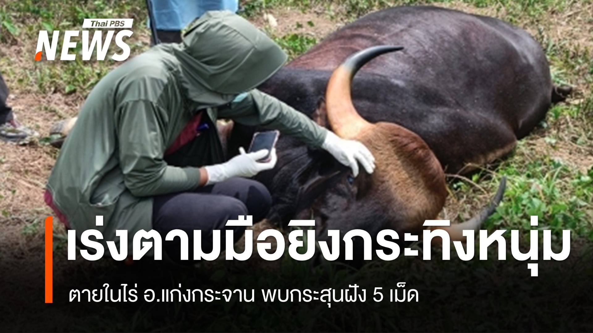 เร่งตามมือยิง "กระทิงหนุ่ม" ตายในไร่แก่งกระจาน พบกระสุนฝัง 5 เม็ด