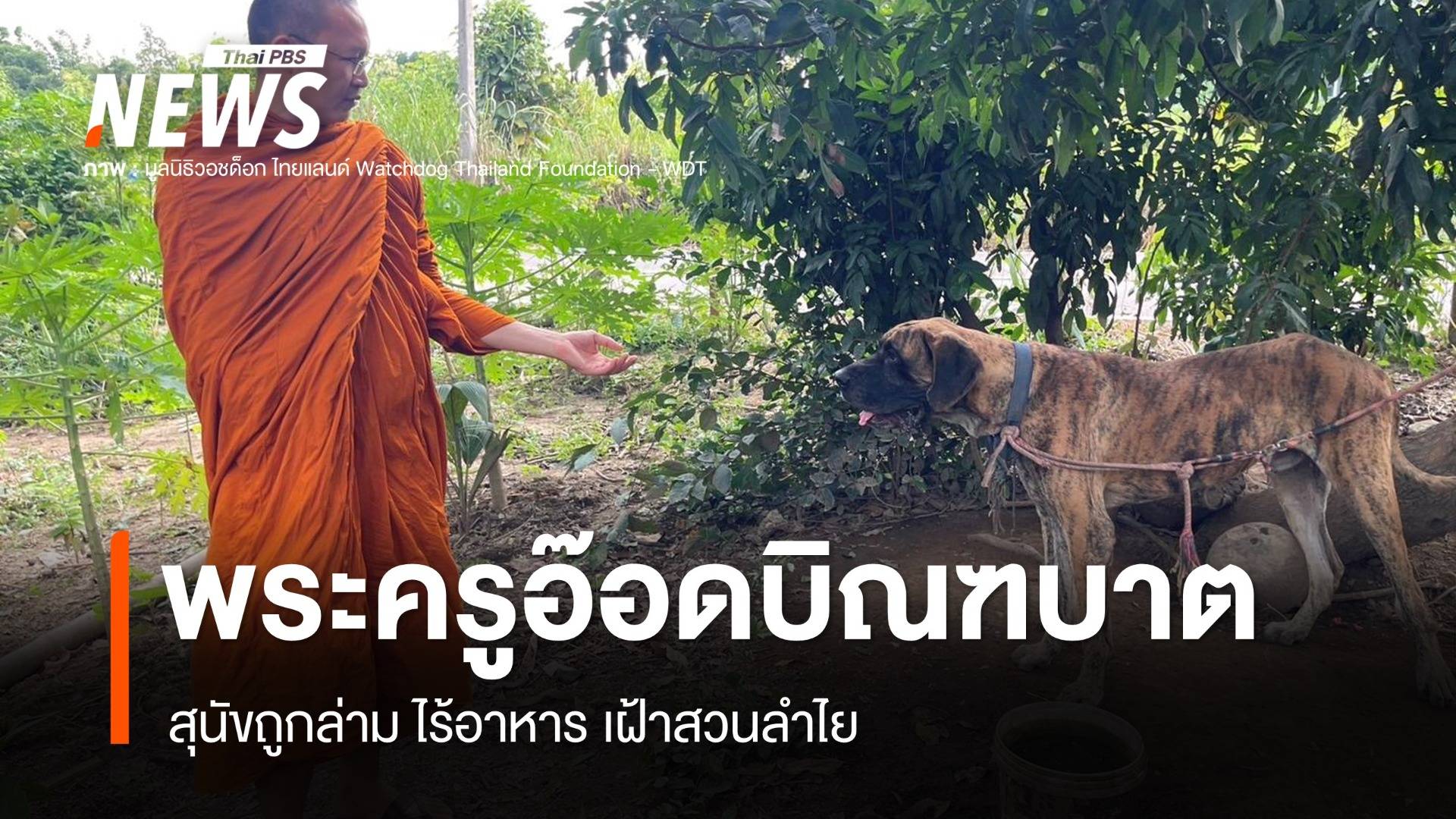 พระครูอ๊อดบิณฑบาต สุนัขถูกล่าม ไร้อาหาร เฝ้าสวนลำไย