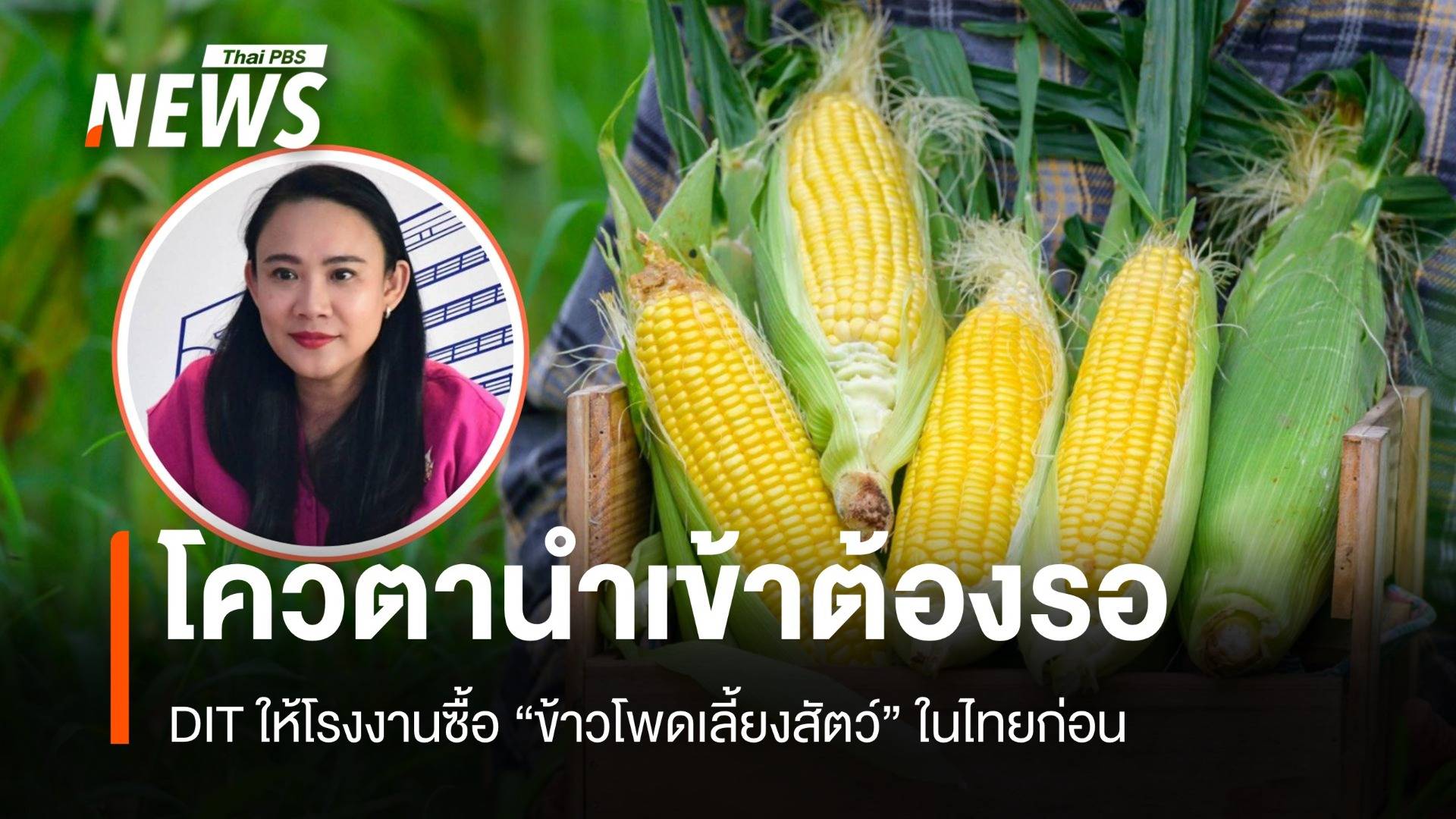 เข้มโรงงานอาหารสัตว์ DIT ให้ซื้อข้าวโพดในประเทศก่อนนำเข้า
