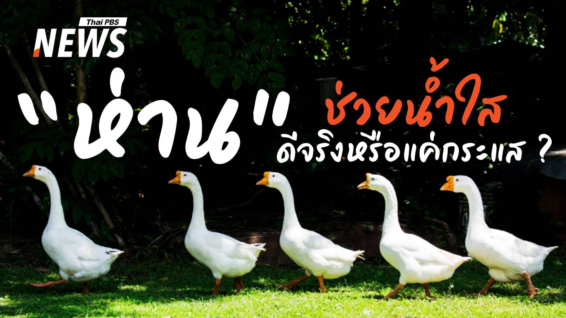 ห่าน VS ภารกิจกู้น้ำ ภูมิปัญญาชาวบ้านสู่ความท้าทายคูเมืองเชียงใหม่
