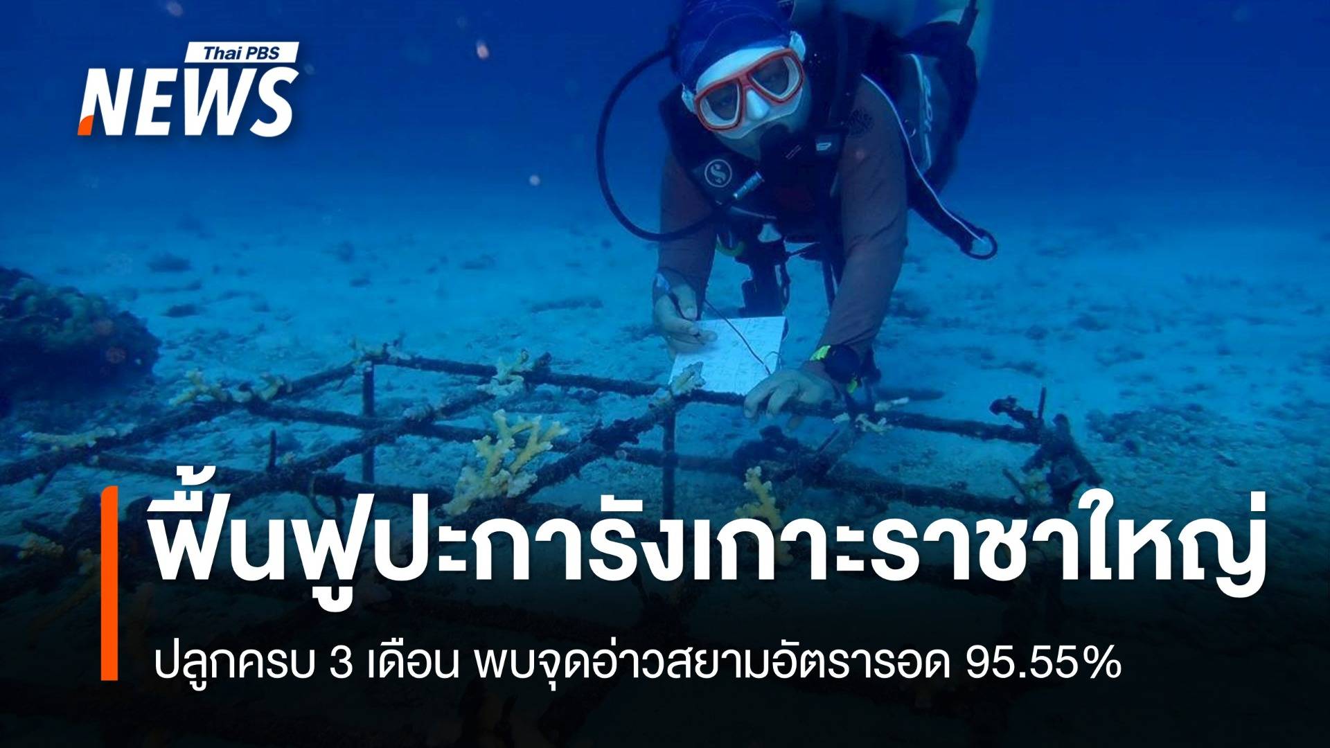 ปลูกครบ 3 เดือน "ปะการังเกาะราชาใหญ่" จุดอ่าวสยามอัตรารอด 95.55%