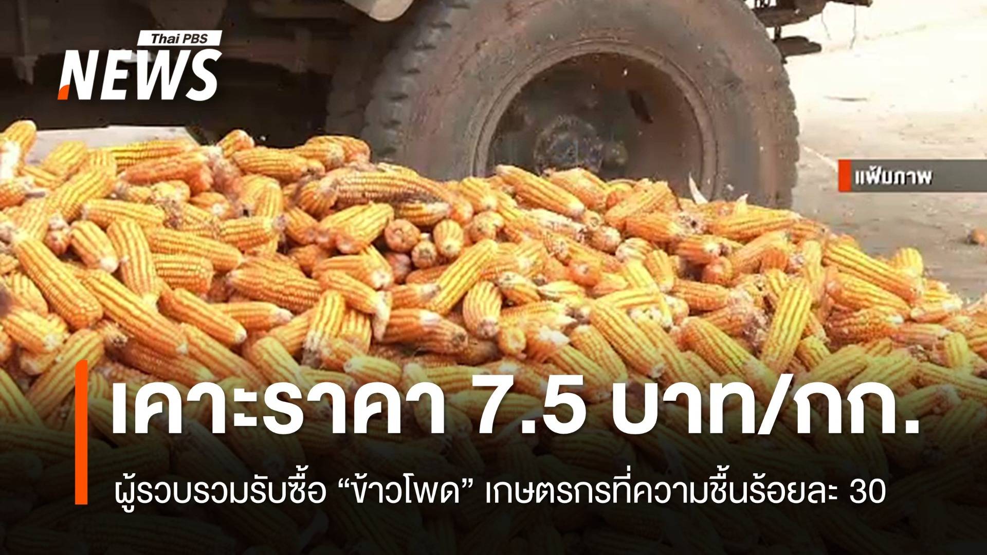พาณิชย์เคาะราคารับซื้อ "ข้าวโพด" กิโลกรัมละ 7.5 บาท