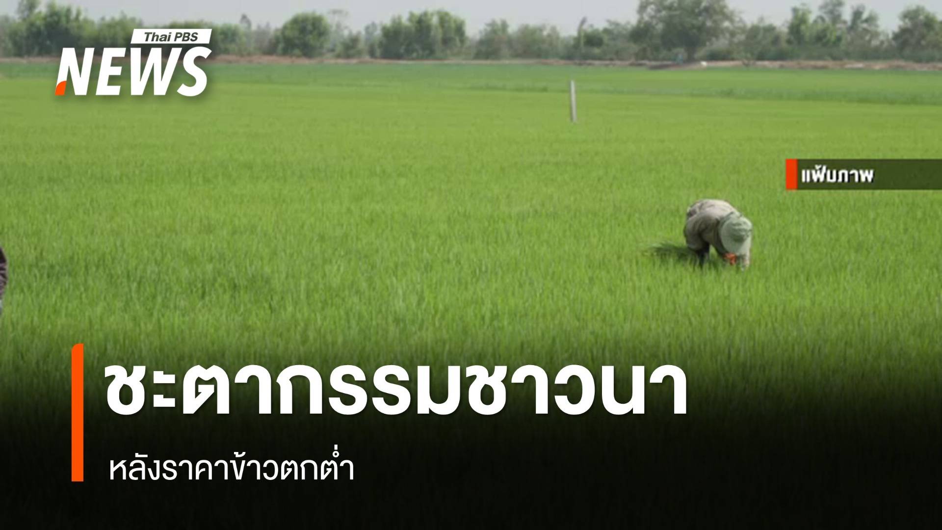 ชะตากรรมชาวนา หลังราคาข้าวตกต่ำ