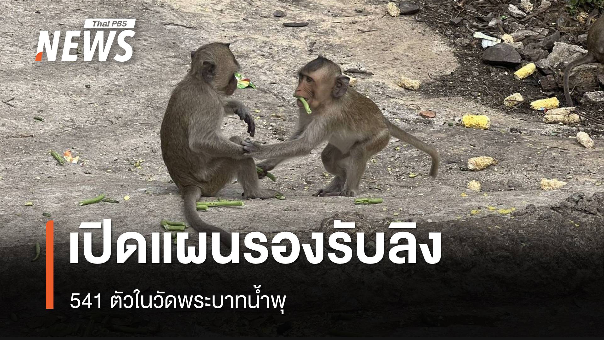 เปิดแผนรองรับ “ลิง 541 ตัว” วัดพระบาทน้ำพุ ในวันเผชิญวิกฤตศรัทธา