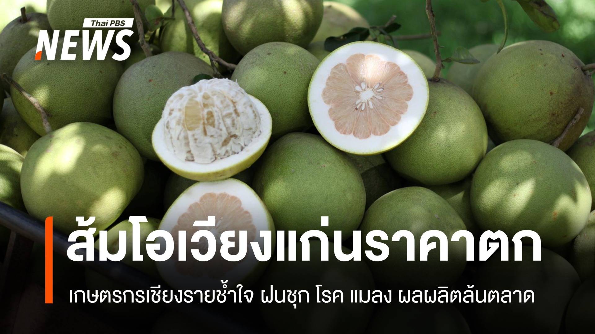 ฝนชุก-ผลผลิตล้นตลาด ราคา "ส้มโอเวียงแก่น" ร่วง กำไรหด 60%