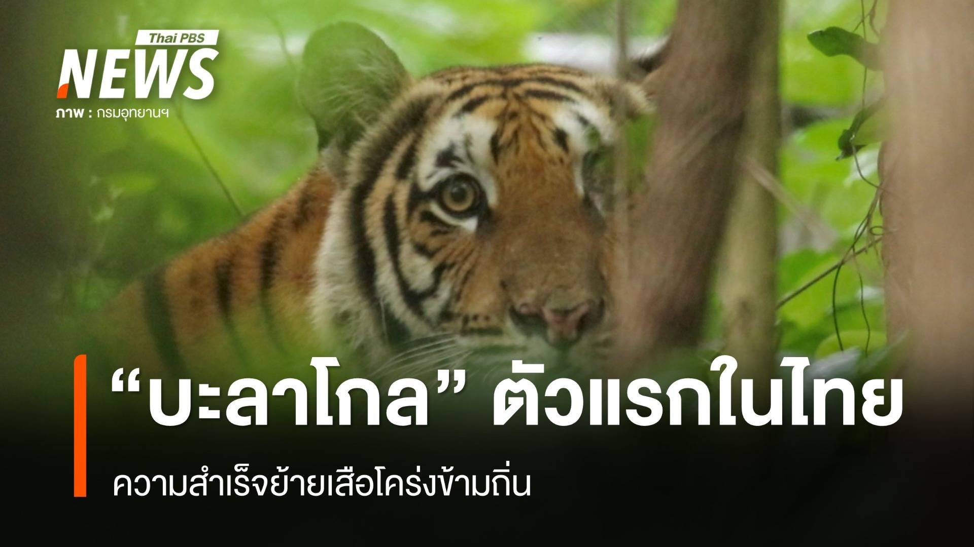 “บะลาโกล” ความสำเร็จ ย้ายเสือโคร่งข้ามถิ่นตัวแรกในไทย