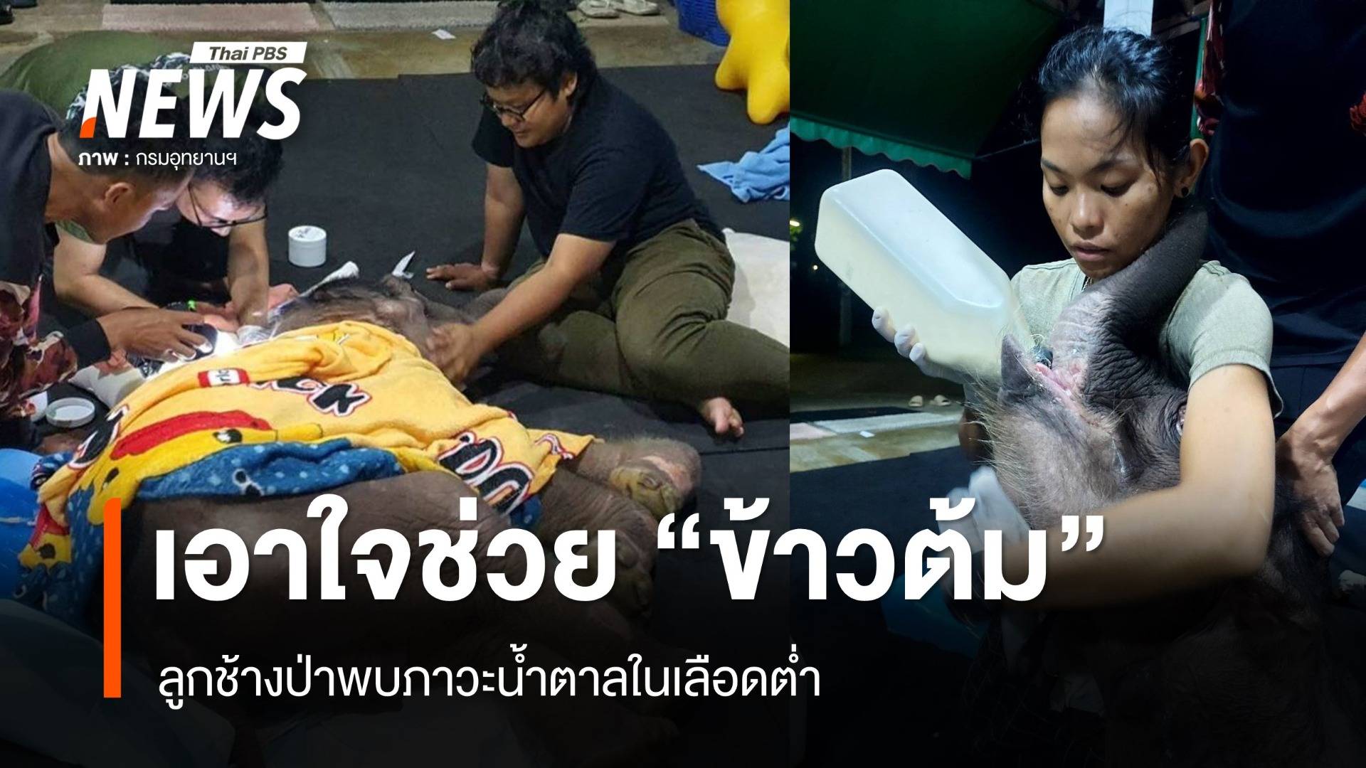 ทีมสัตวแพทย์ดูแลใกล้ชิด ลูกช้างป่า "ข้าวต้ม" พบภาวะน้ำตาลในเลือดต่ำ  