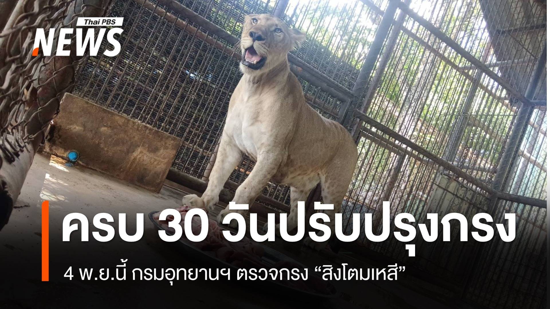 4 พ.ย.นี้ กรมอุทยานฯ ตรวจกรง "สิงโตมเหสี" ครบกำหนดปรับปรุง 30 วัน