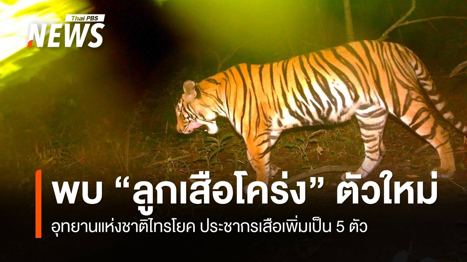 อุทยานแห่งชาติไทรโยค จ.กาญจนบุรี พบ "ลูกเสือโคร่ง" ตัวใหม่