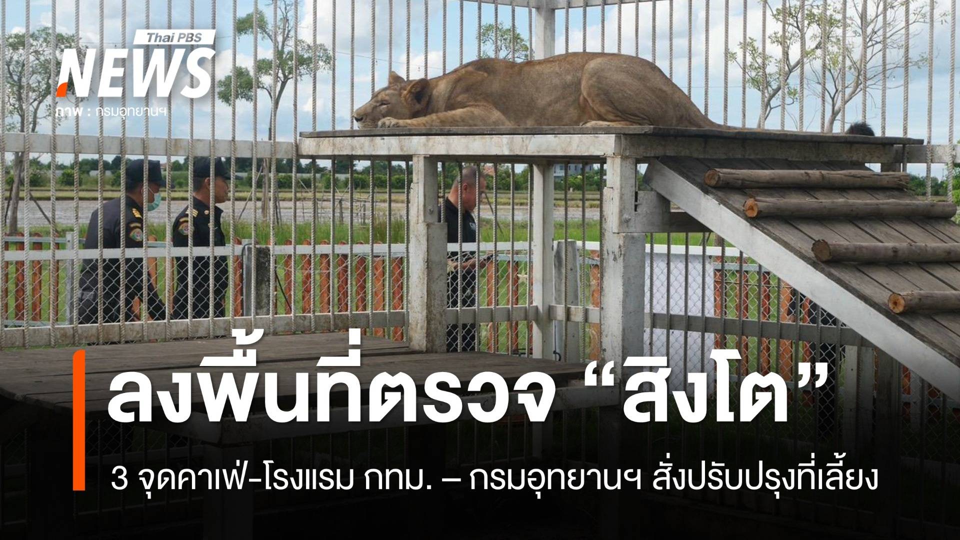 กรมอุทยานฯ ตรวจ "สิงโต" 3 จุดคาเฟ่-โรงแรม สั่งปรับปรุงที่เลี้ยง