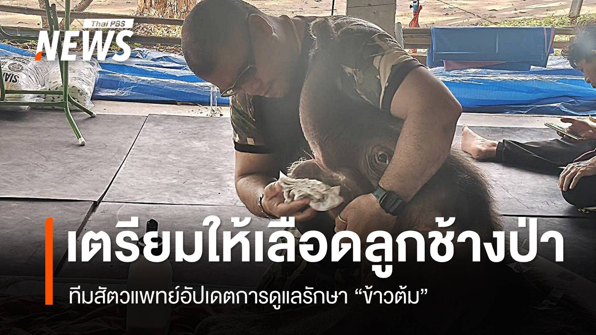 ทีมสัตวแพทย์เตรียมให้เลือดลูกช้างป่า "ข้าวต้ม" 