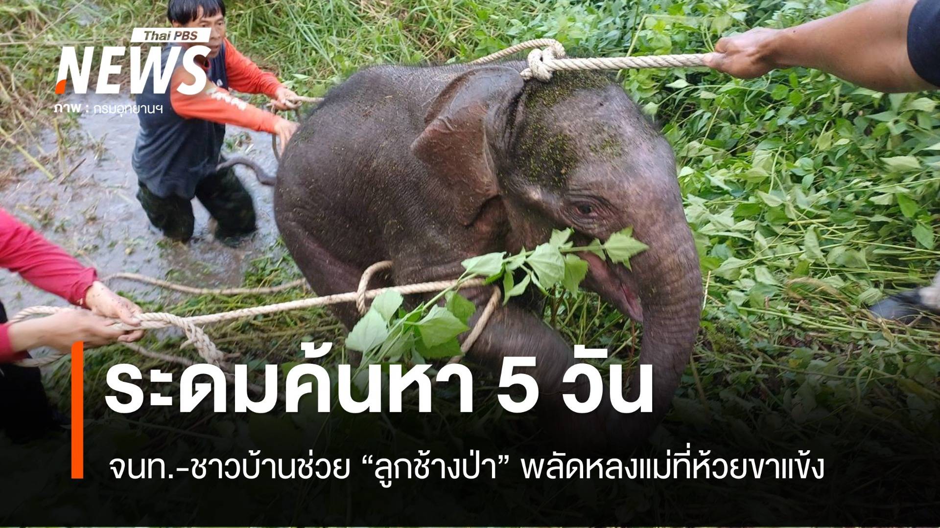 ช่วยสำเร็จ ภารกิจ 5 วันค้นหา "ลูกช้างป่า" พลัดหลงแม่