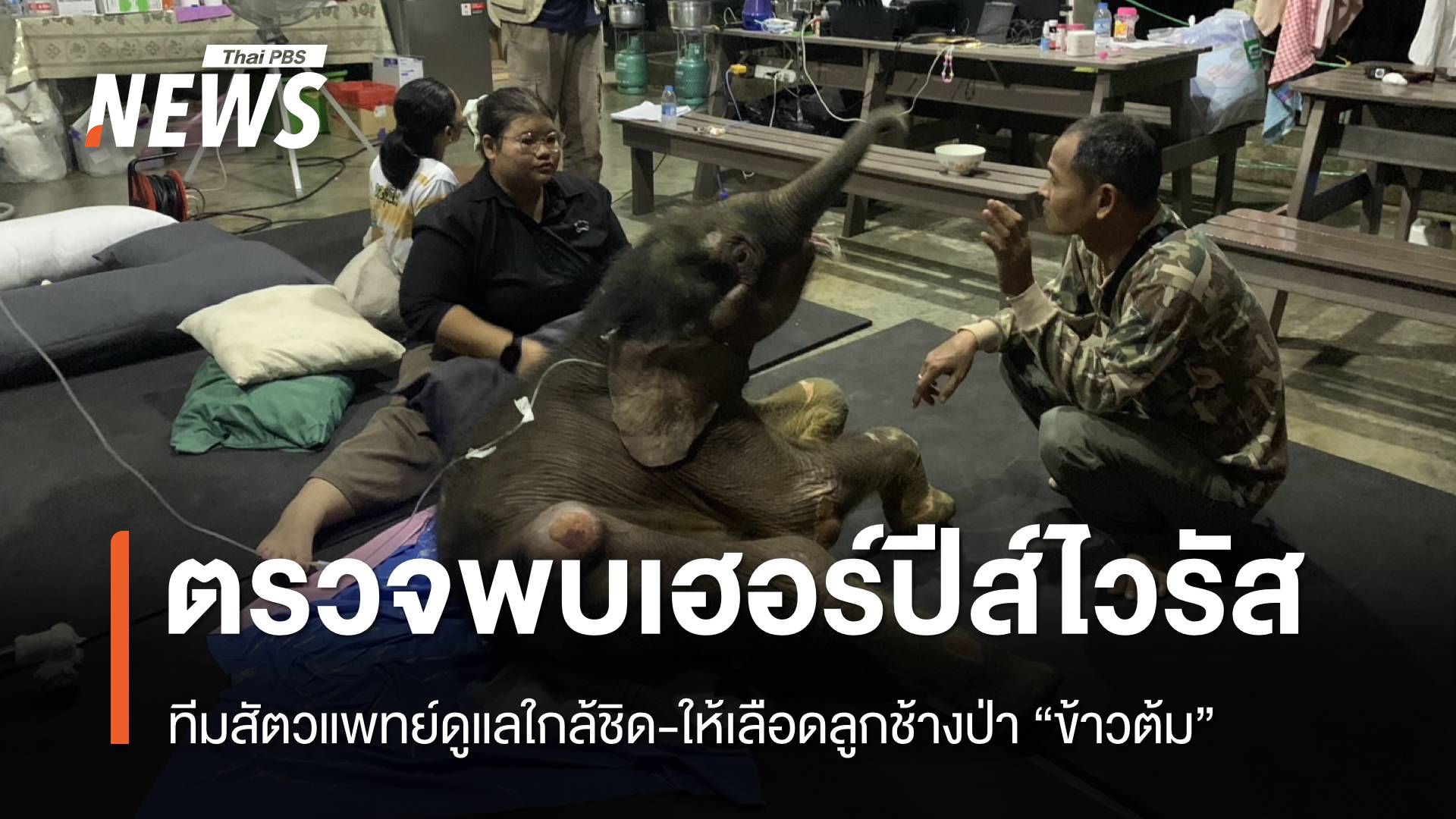 เอาใจช่วย “ลูกช้างป่าข้าวต้ม” พบเฮอร์ปีส์ไวรัส ทีมสัตวแพทย์ดูแลใกล้ชิด-ให้เลือด