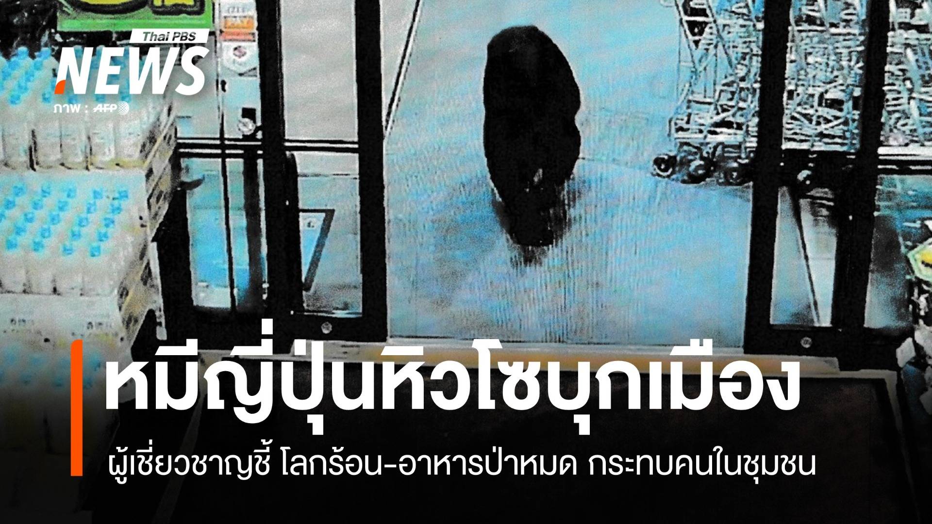 โลกร้อน-อาหารหมด กระทบ "หมีญี่ปุ่น" ออกจากป่าบุกชุมชนเพราะหิวโซ