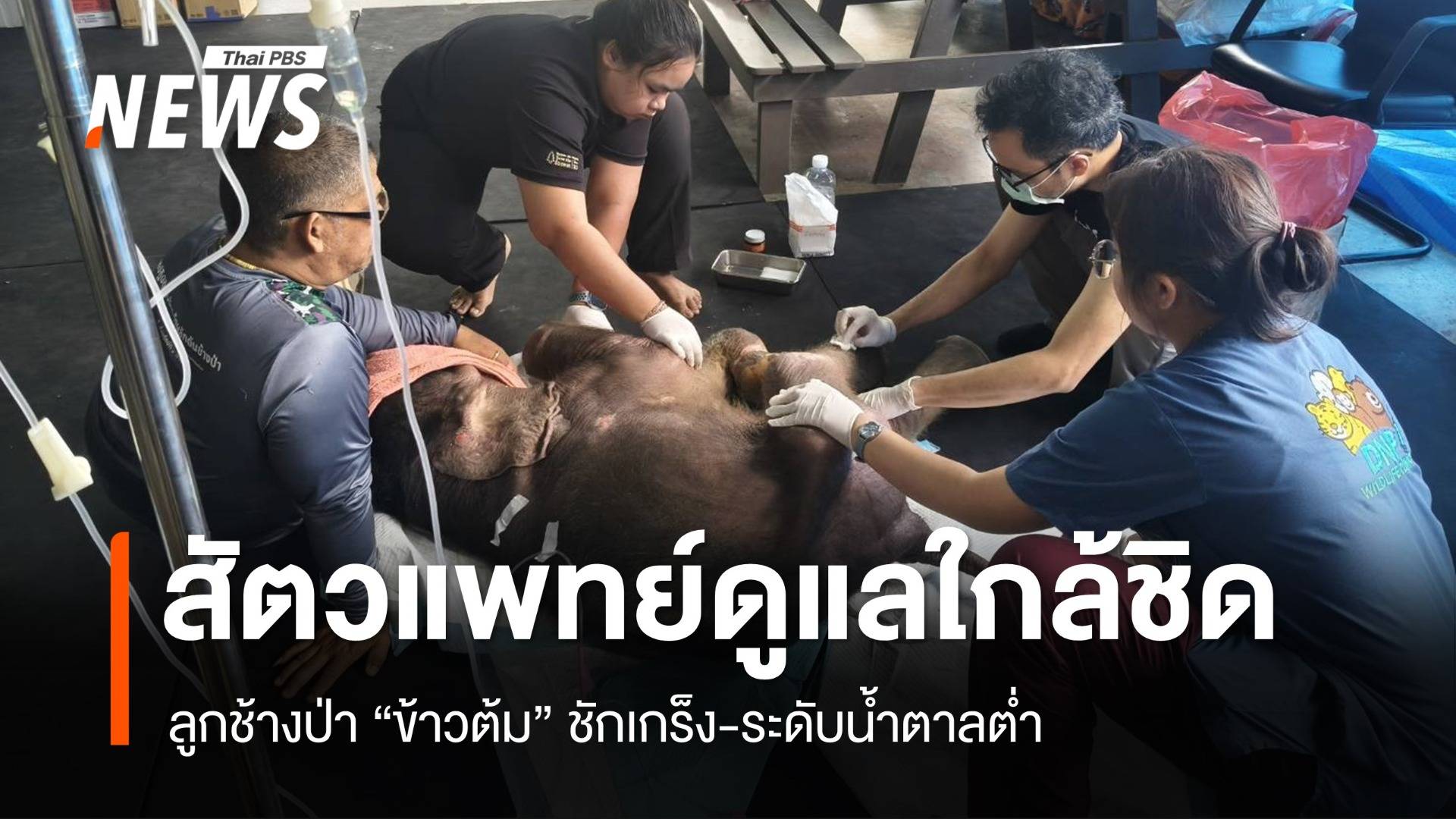 ทีมสัตวแพทย์ดูแลใกล้ชิด ลูกช้างป่า "ข้าวต้ม" ชักเกร็ง-ระดับน้ำตาลต่ำ