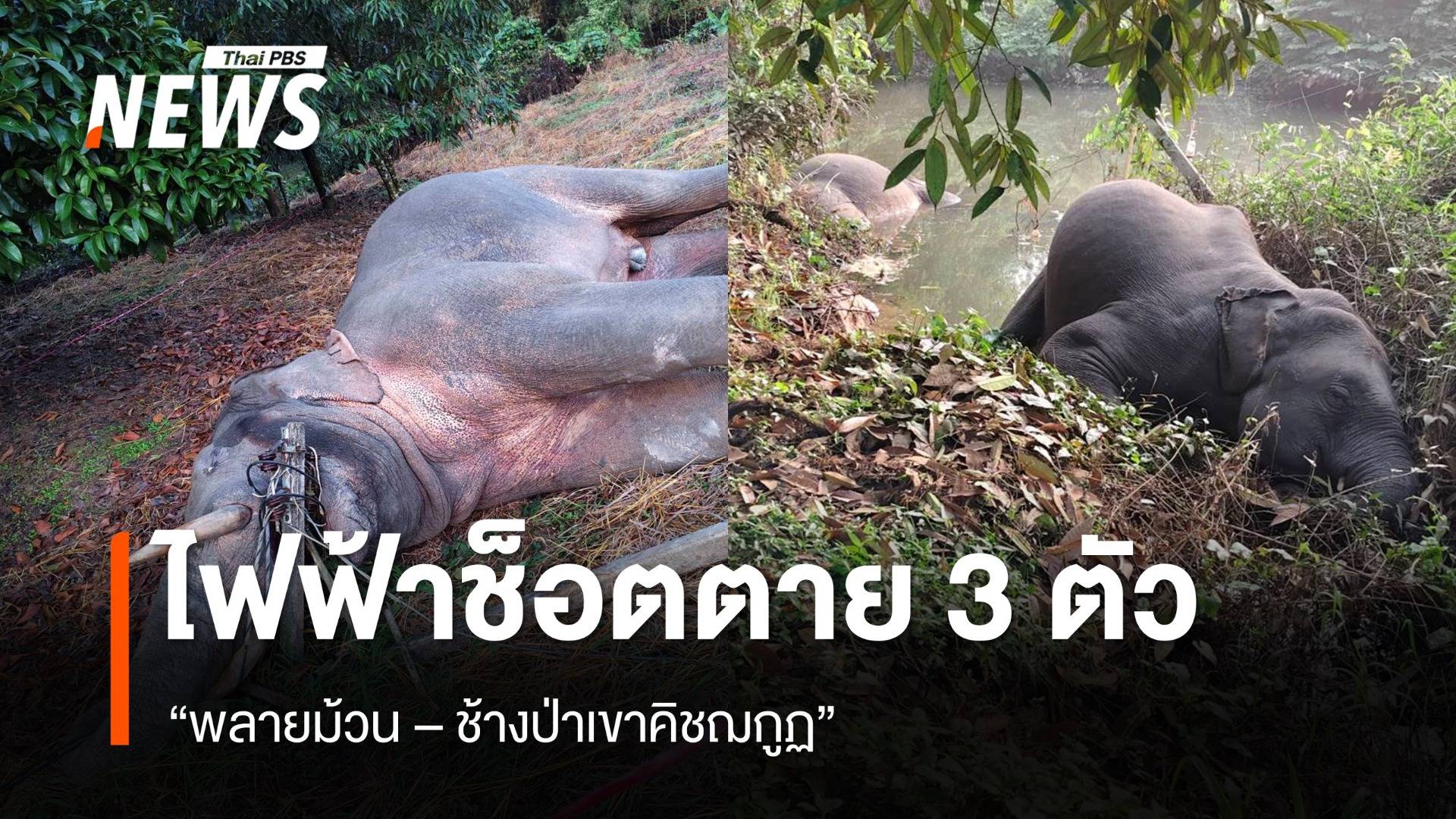 "พลายม้วน-ช้างป่าเขาคิชฌกูฏ" ถูกไฟฟ้าช็อตตาย 3 ตัว