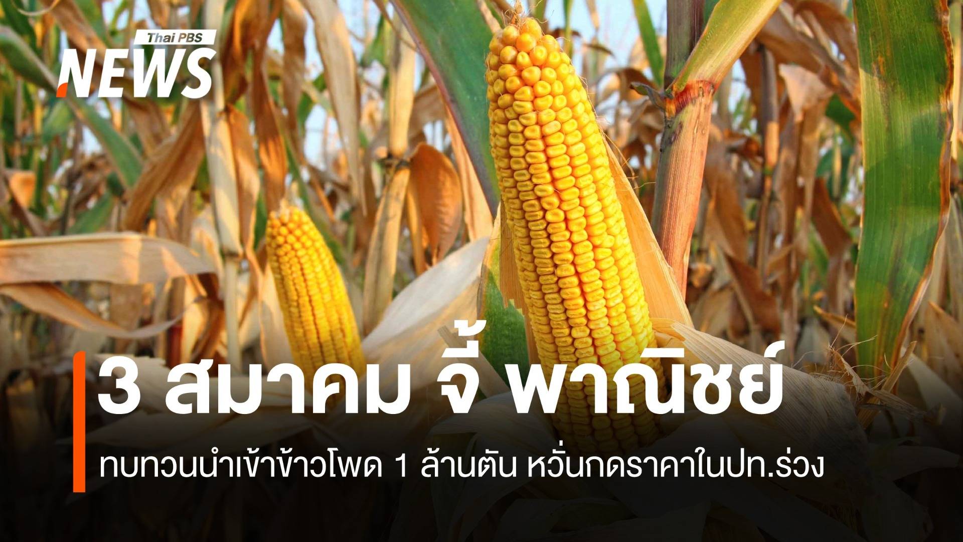 3 สมาคม จี้พาณิชย์ ทบทวนนำเข้าข้าวโพด 1 ล้านตัน หวั่นกดราคาในปท.ร่วง