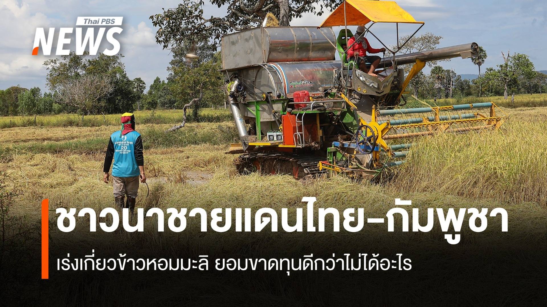 ชาวนาชายแดนไทย-กัมพูชา เร่งเกี่ยวข้าวหอมมะลิ ยอมขาดทุนดีกว่าไม่ได้อะไร 