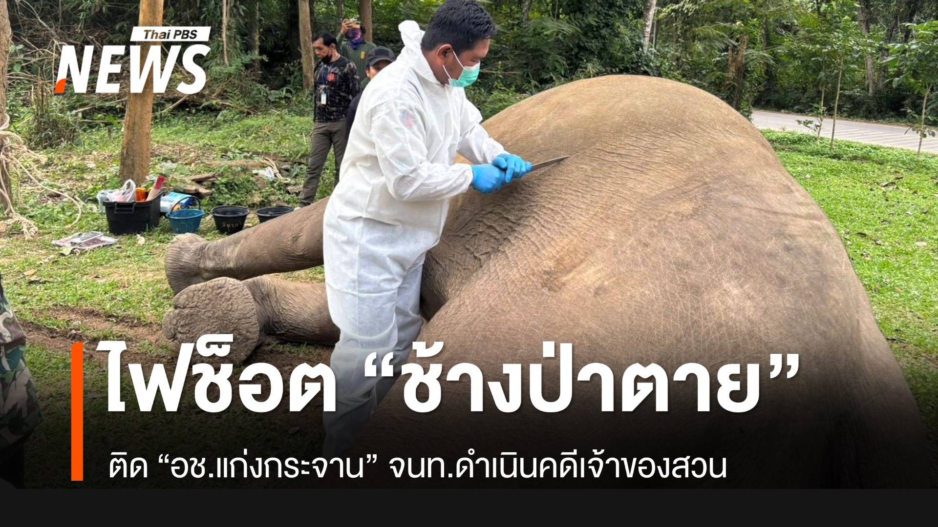 รั้วไฟฟ้าช็อต “ช้างป่าแก่งกระจาน” อายุ 15 ปี ตาย 1 ตัว