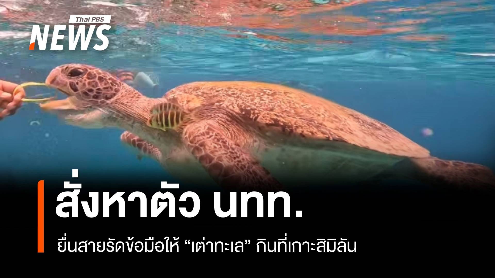 กรมอุทยานฯ สั่งหาตัว นทท.ยื่นสายรัดข้อมือให้ "เต่าทะเล" กินที่เกาะสิมิลัน