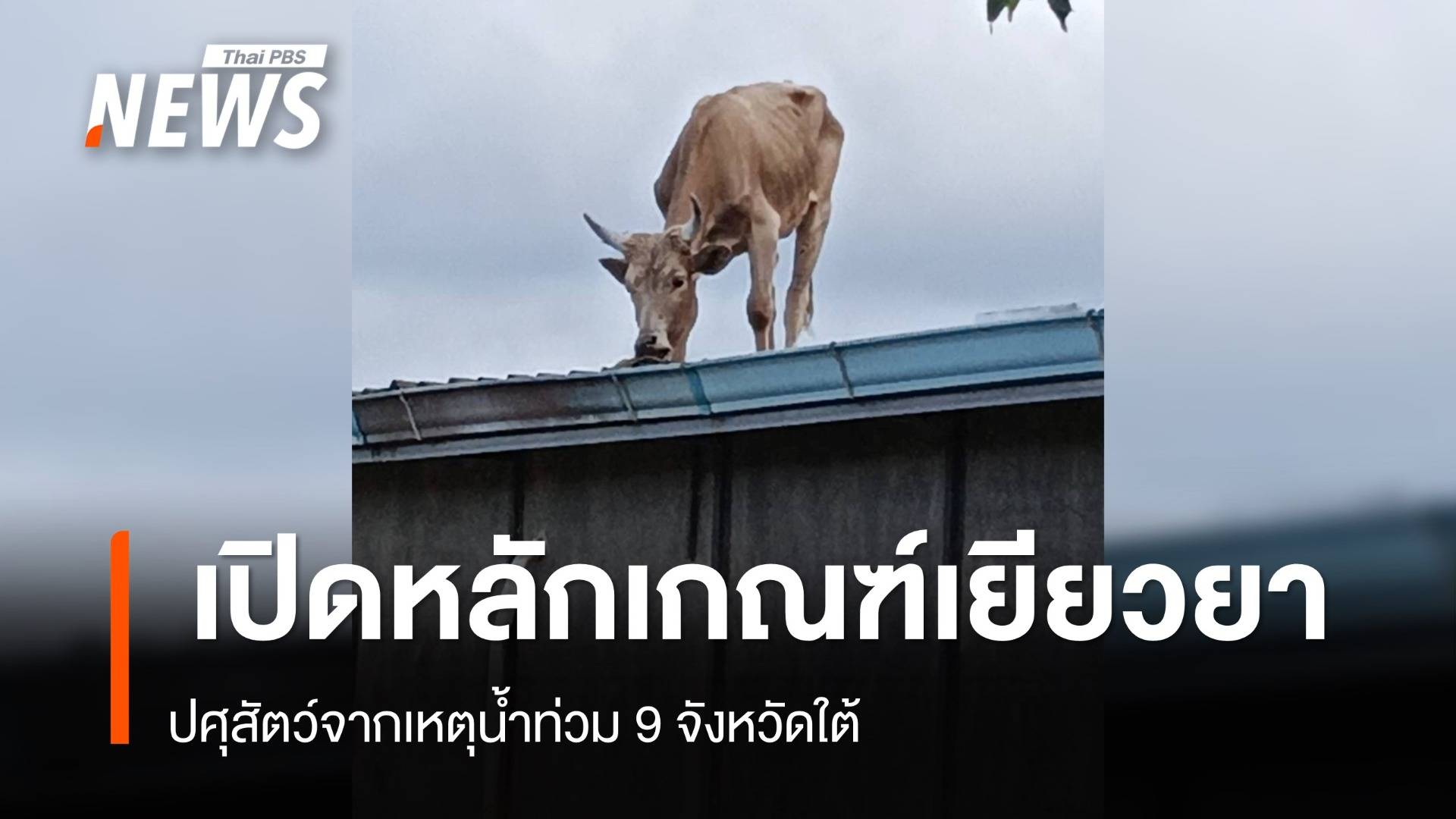รัฐบาล​เปิดหลักเกณฑ์เยียวยา​ปศุสัตว์ ​เหตุน้ำท่วม​ 9 จังหวัดใต้​
