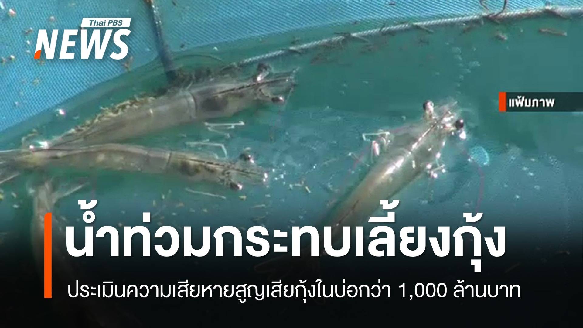 น้ำท่วมใต้กระทบ "อุตสาหกรรมกุ้ง" ประเมินเสียหายกว่า 1,000 ล้านบาท