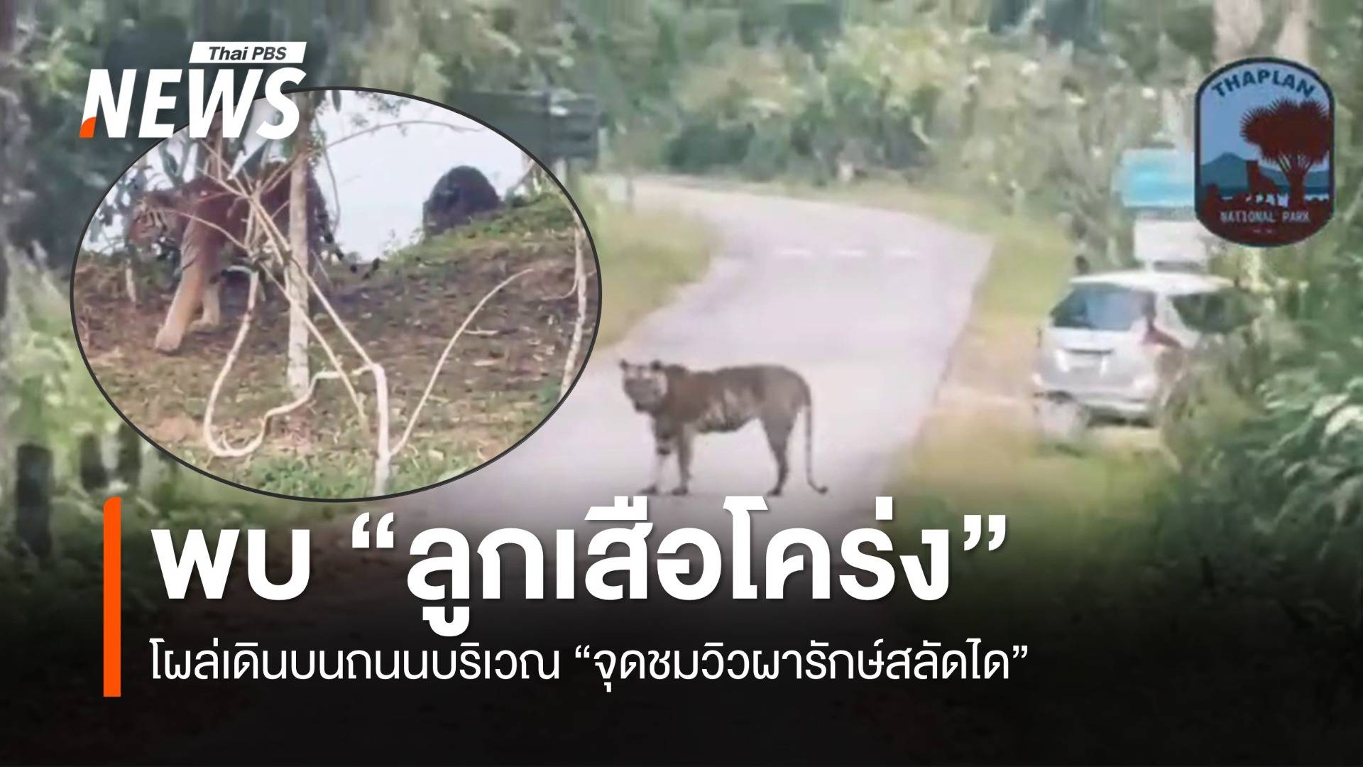 พบ “ลูกเสือโคร่งเพศผู้” โผล่เดินบนถนนบริเวณ “จุดชมวิวผารักษ์สลัดได”