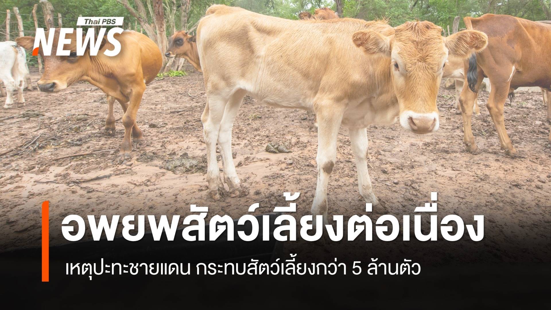 เหตุปะทะชายแดนไทย-กัมพูชา กระทบสัตว์เลี้ยงกว่า 5 ล้านตัว