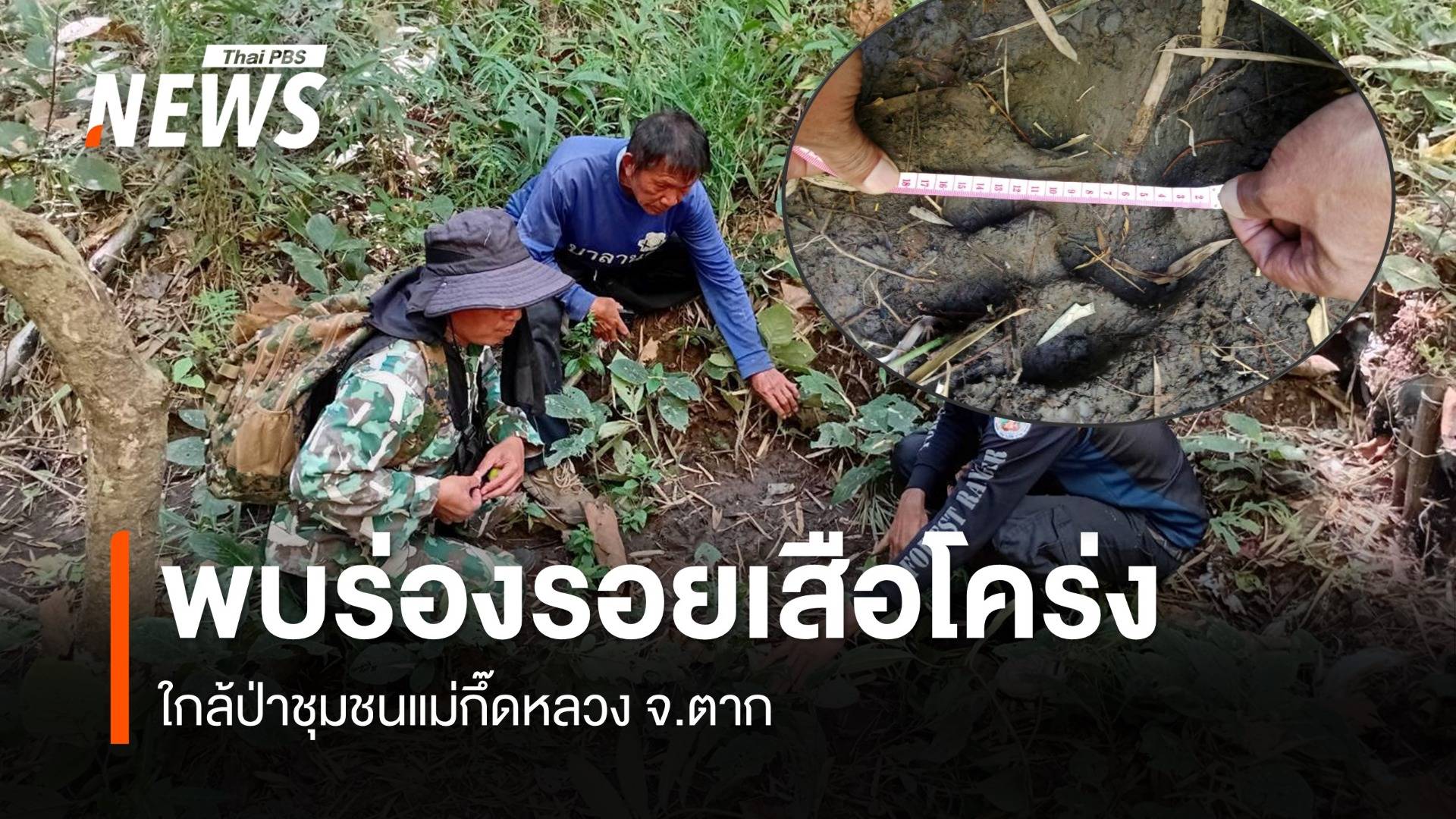 พบร่องรอยเสือโคร่งขนาดใหญ่ใกล้ป่าชุมชน "แม่กึ๊ดหลวง" จ.ตาก