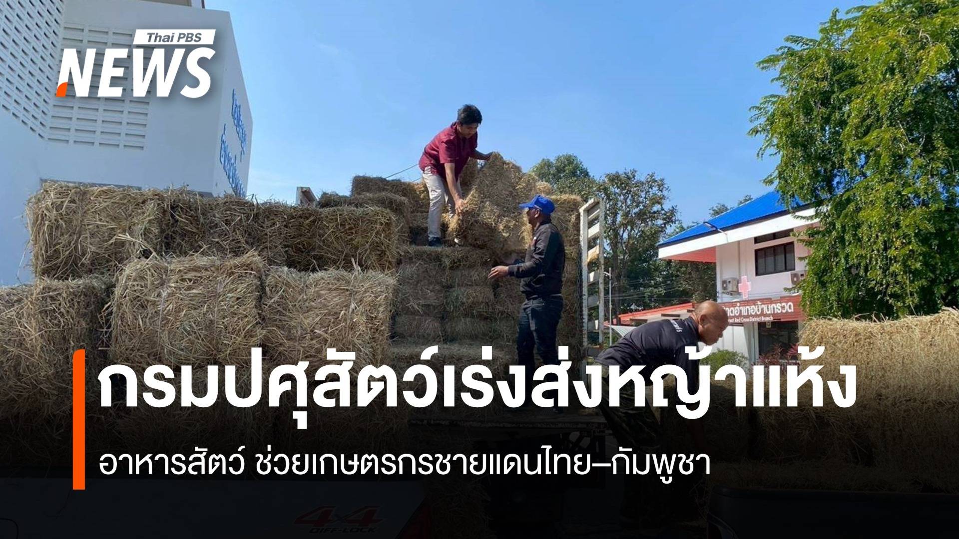 กรมปศุสัตว์เร่งส่งหญ้าแห้ง อาหารสัตว์ ช่วยเกษตรกรชายแดนไทย–กัมพูชา