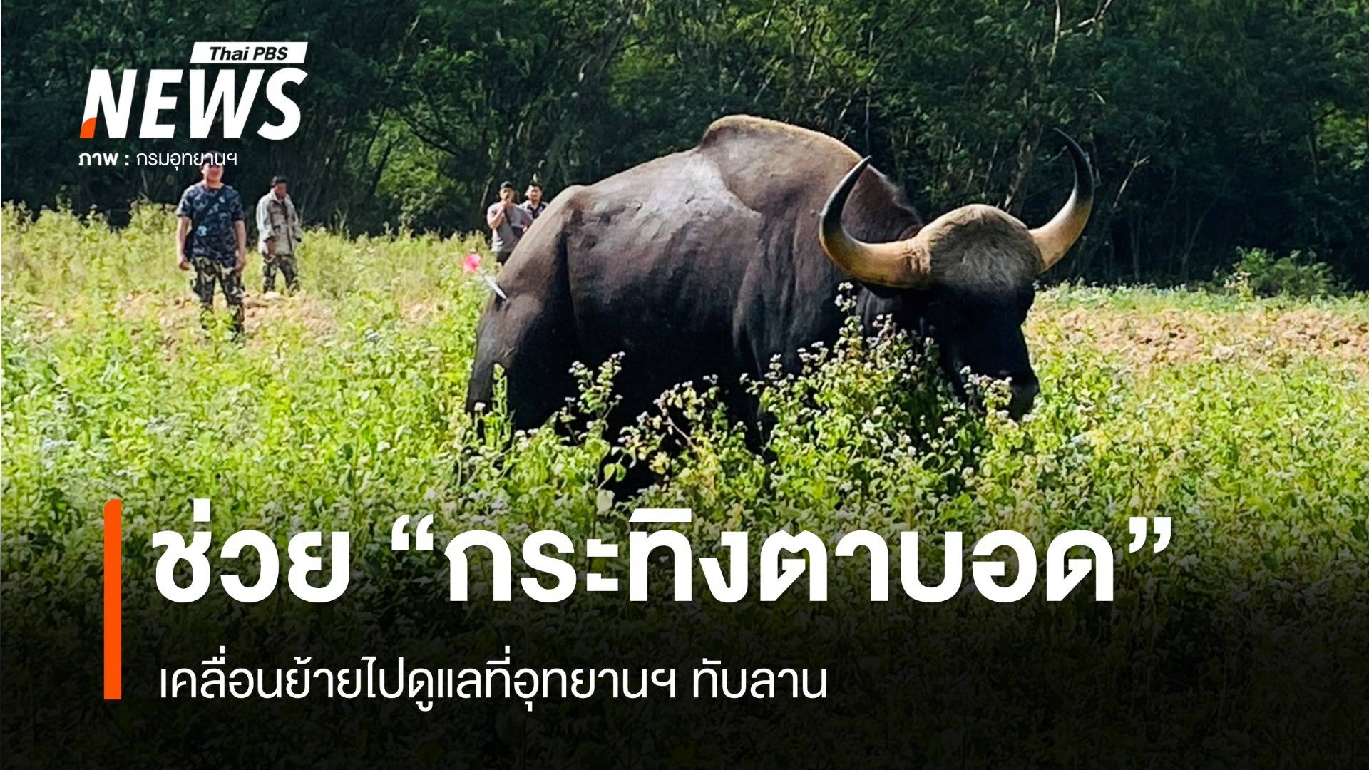 ช่วย "กระทิงตาบอด" หลงเข้าสวนผัก เคลื่อนย้ายไปดูแลที่อุทยานฯ ทับลาน