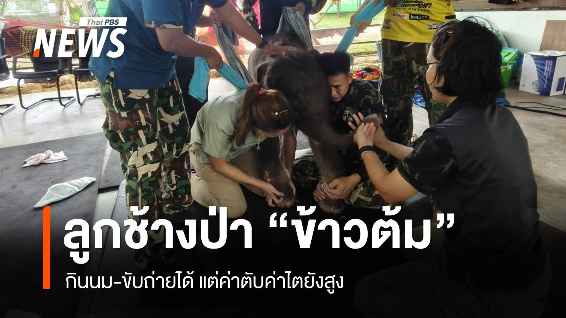 ลูกช้างป่า "ข้าวต้ม" กินนม-ขับถ่ายได้ แต่ค่าตับค่าไตยังสูง