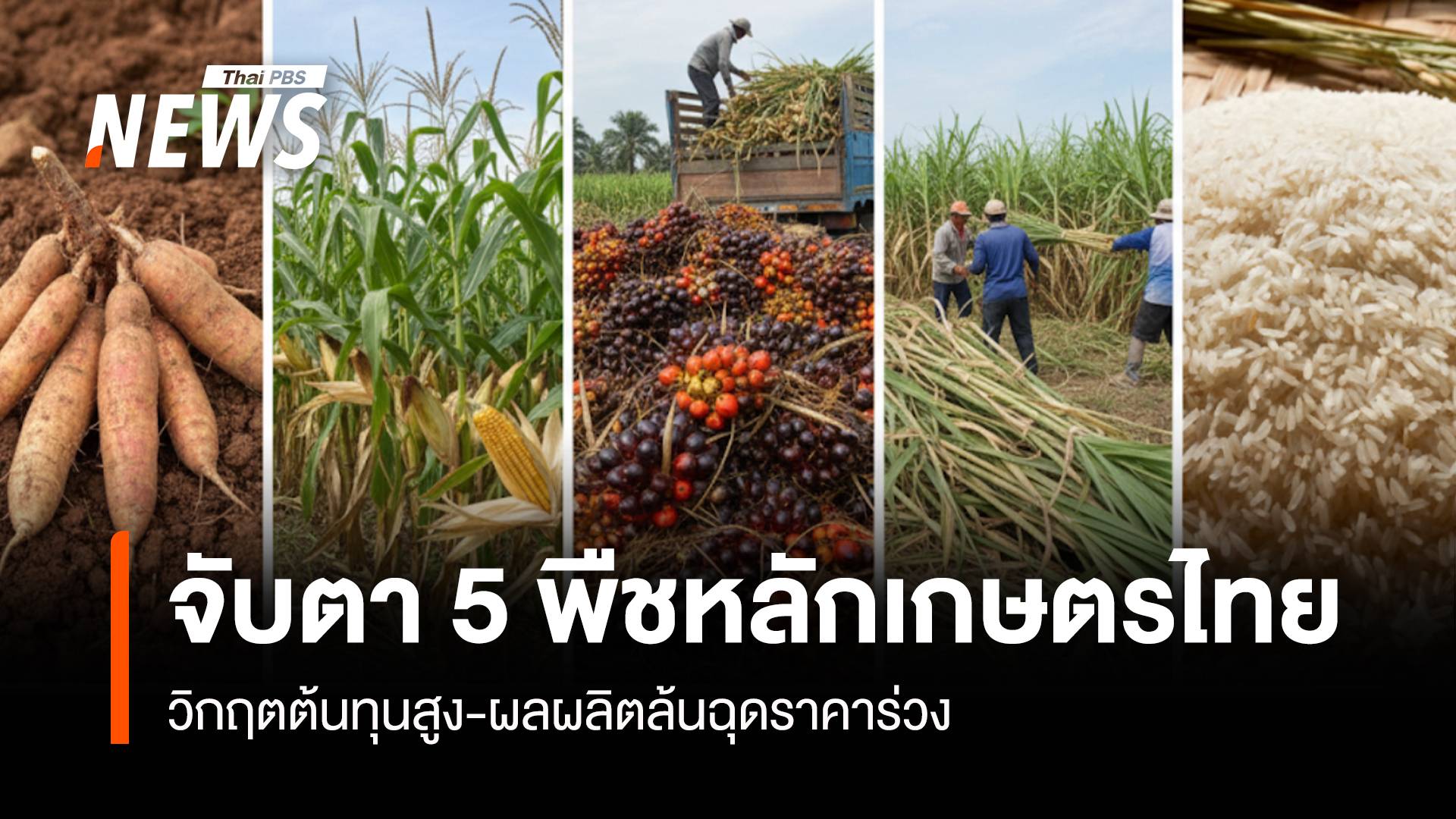 จับตา 5 พืชหลักเกษตรไทย วิกฤตต้นทุนสูง-ผลผลิตล้นฉุดราคาร่วง