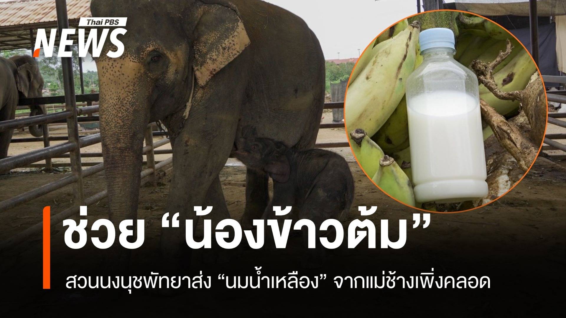 สวนนงนุชพัทยาส่ง "นมน้ำเหลือง" จากแม่ช้างเพิ่งคลอดช่วย "น้องข้าวต้ม"
