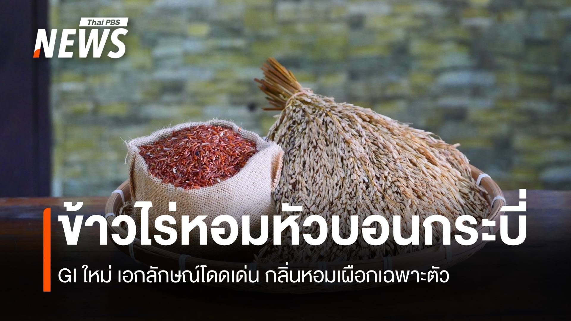 ข้าวไร่หอมหัวบอนกระบี่ สินค้าGI ใหม่ เอกลักษณ์โดดเด่น กลิ่นหอมเผือกเฉพาะตัว
