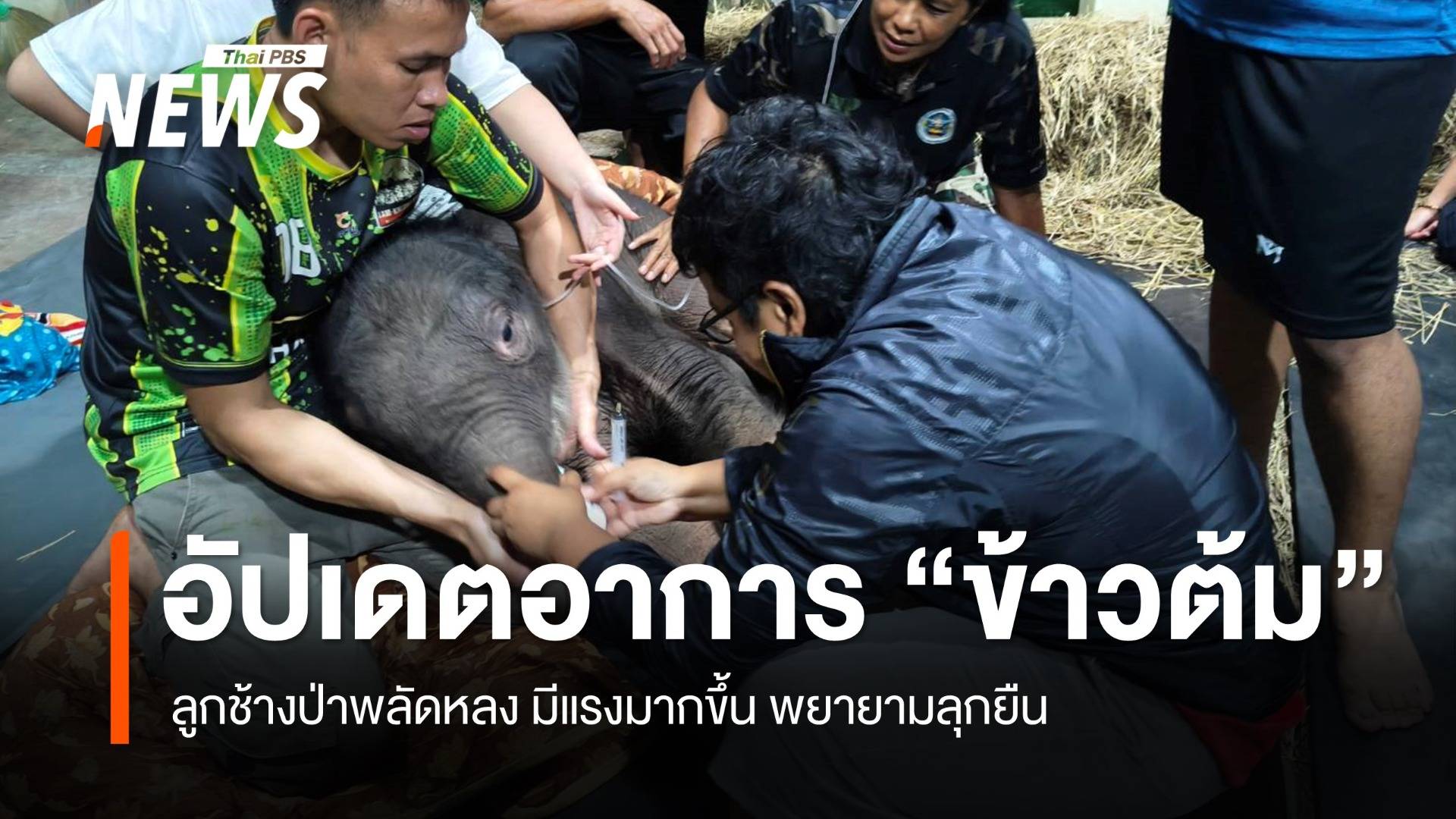 อัปเดตอาการ "ข้าวต้ม" ลูกช้างป่าพลัดหลง อาการดีขึ้น พยายามลุกยืน