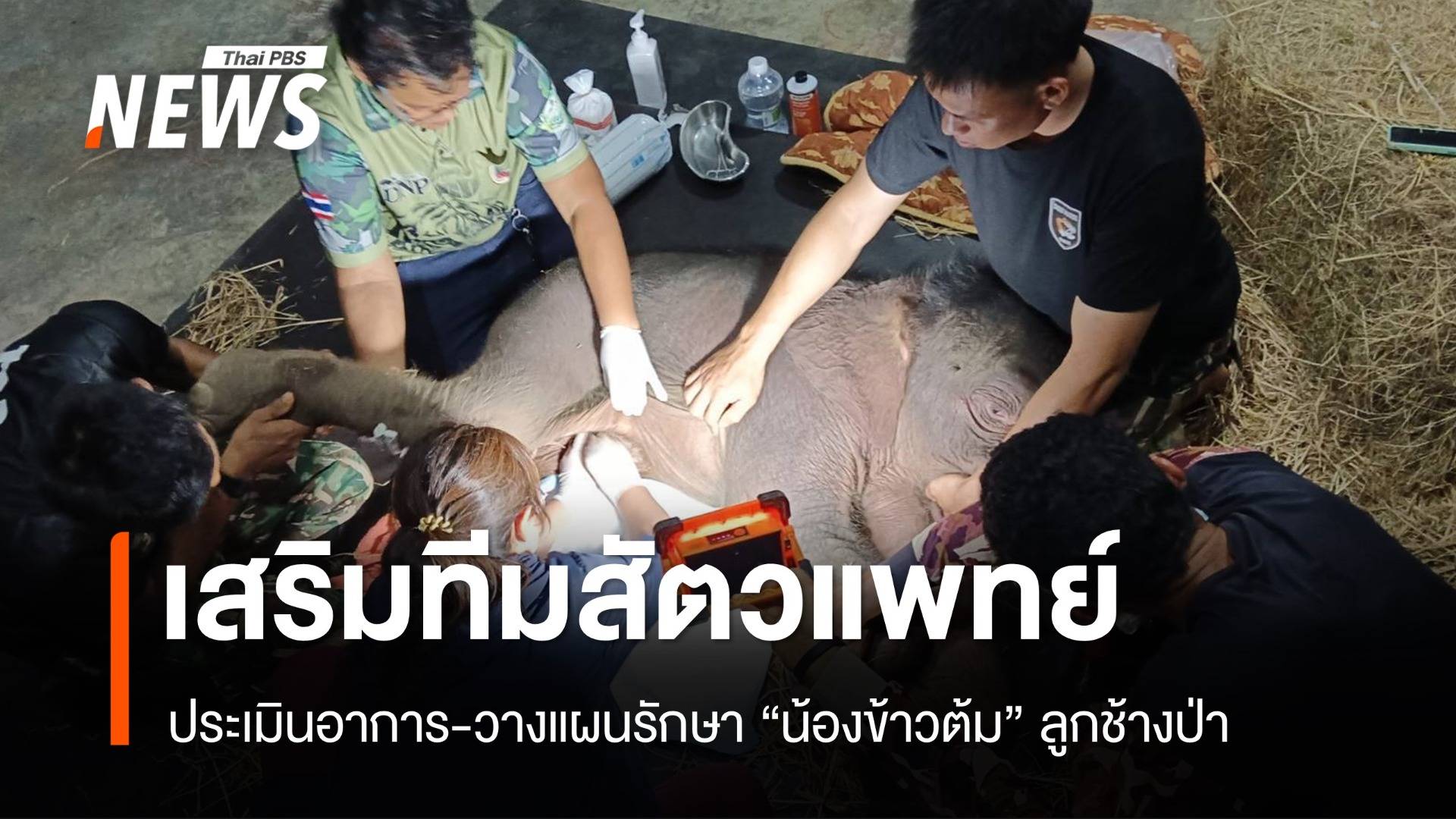 เสริมทีมสัตวแพทย์ ตรวจเอกซเรย์ "ข้าวต้ม" ลูกช้างป่าพลัดหลง