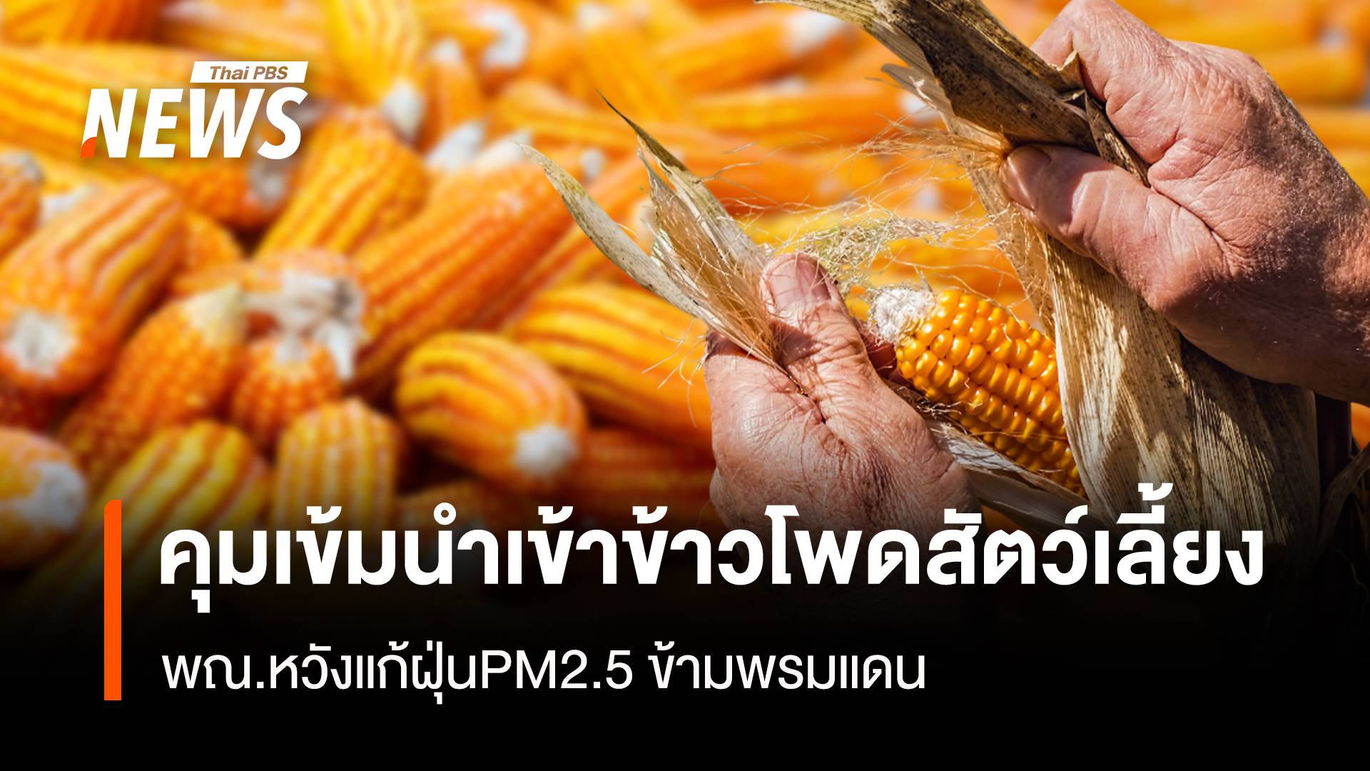พณ.คุมเข้มนำเข้าข้าวโพดสัตว์เลี้ยง หวังแก้ฝุ่นPM2.5 ข้ามพรมแดน