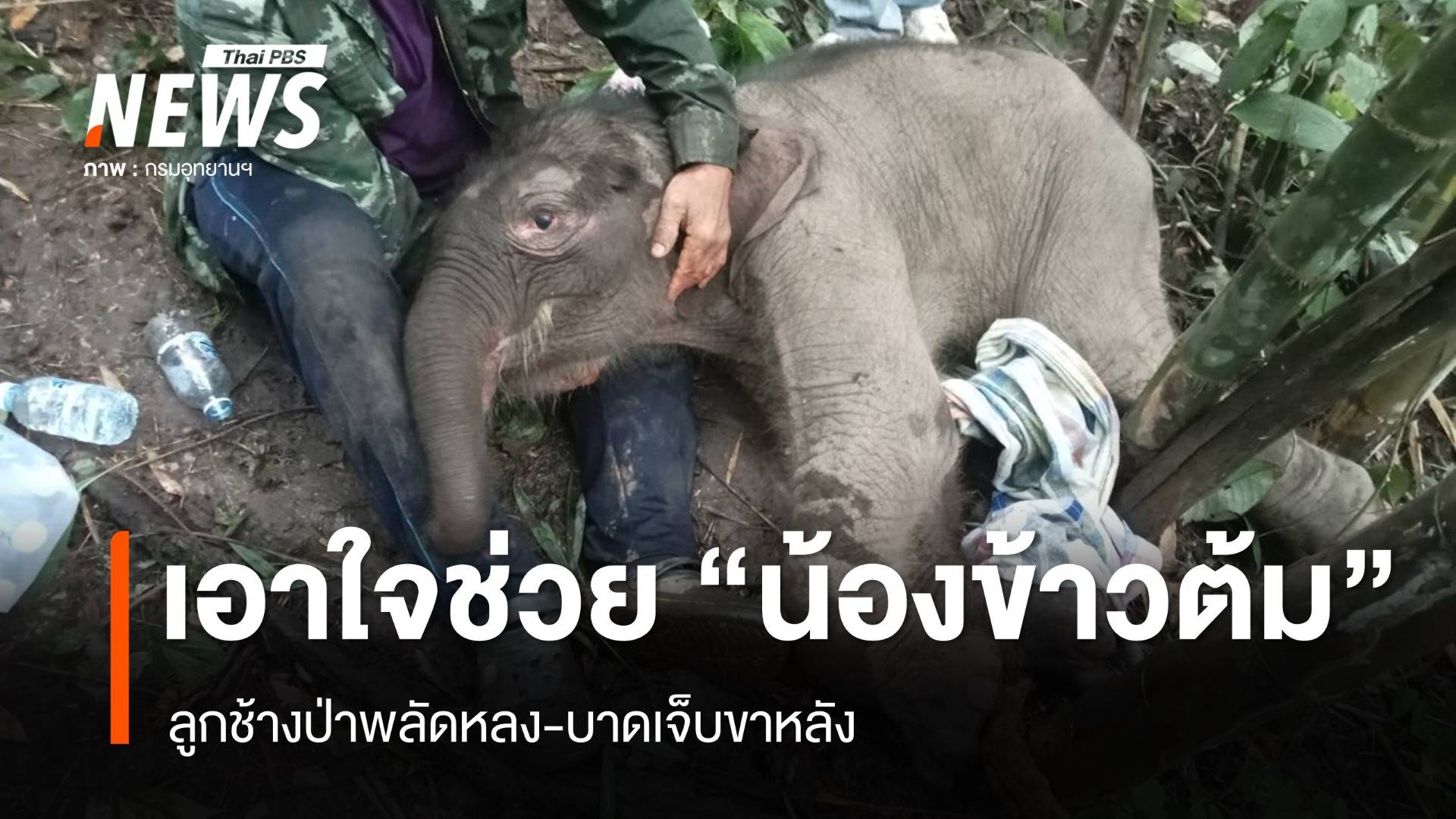 เอาใจช่วย "น้องข้าวต้ม" ลูกช้างป่าพลัดหลง-บาดเจ็บขาหลัง