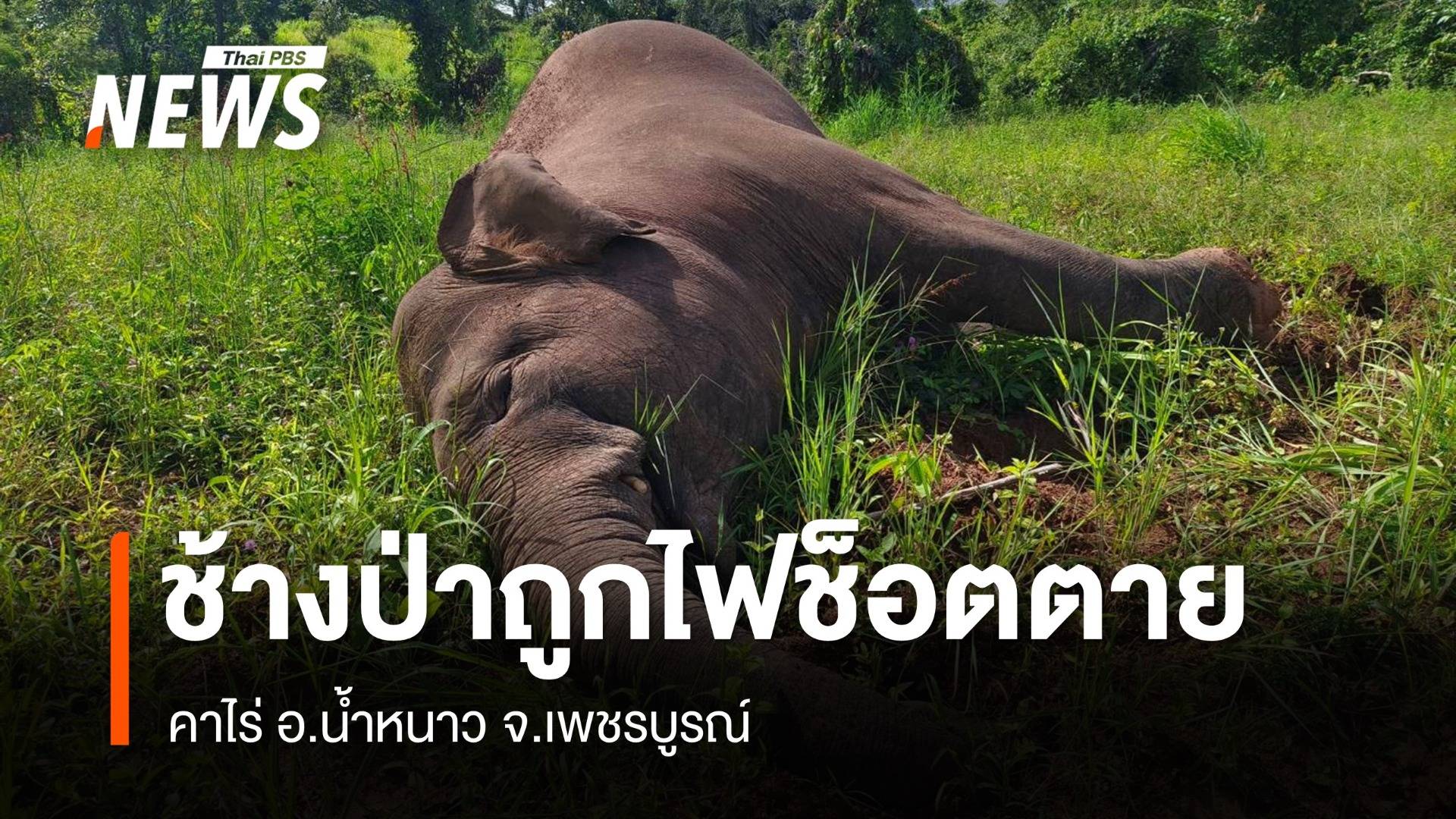 "ช้างป่า" ถูกรั้วลวดไฟฟ้าช็อตตายคาไร่ อ.น้ำหนาว เพชรบูรณ์
