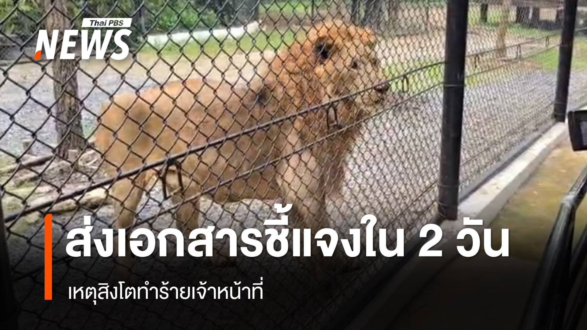 สวนสัตว์เร่งส่งเอกสารชี้แจงกรมอุทยานฯ เหตุสิงโตทำร้าย จนท.ใน 2 วัน