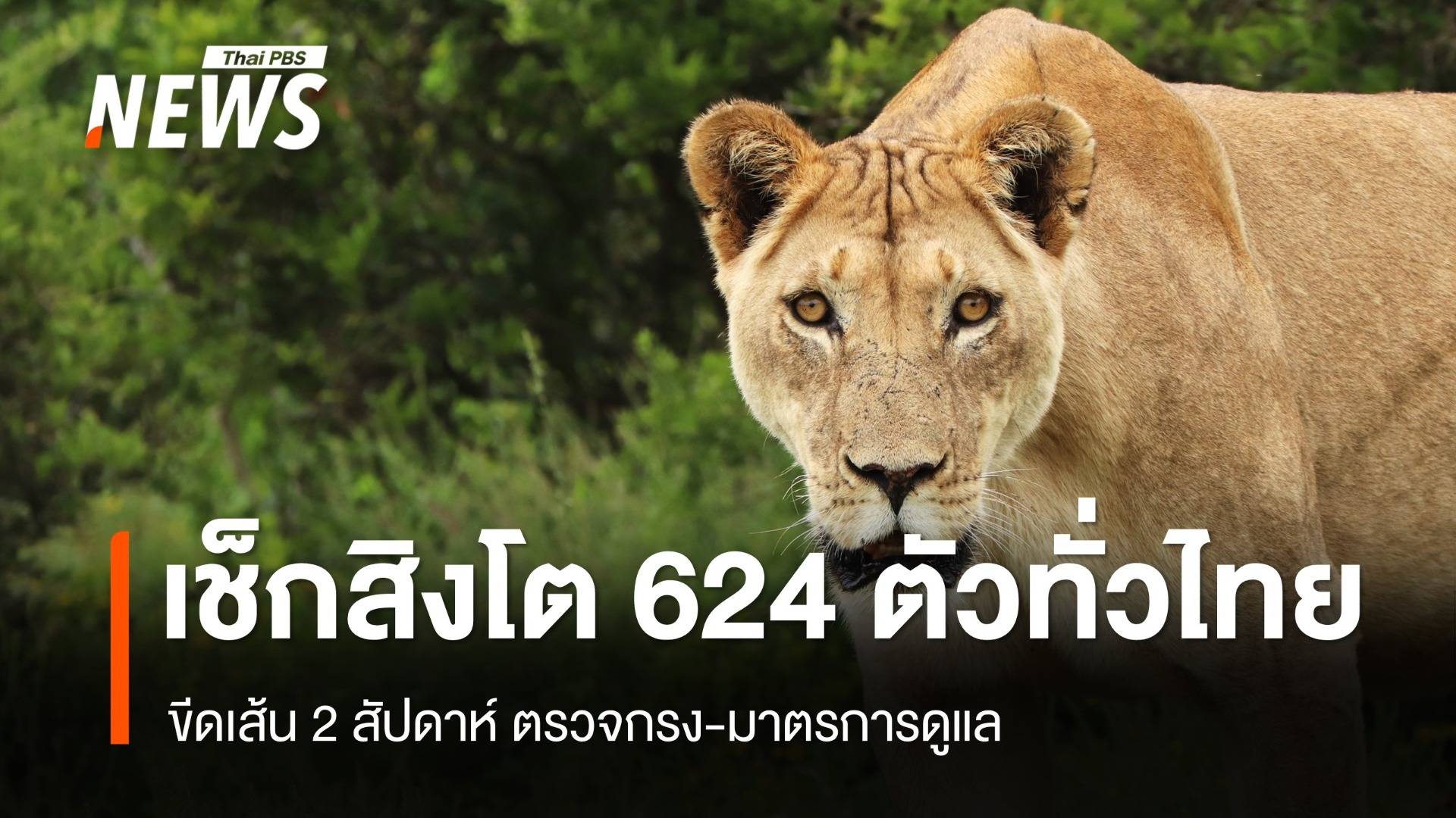 เช็ก "สิงโต" 624 ตัวทั่วประเทศ เลี้ยงไม่ดีถูกยึด-จ่ายค่าดูแลสูง 1.39 ล้าน