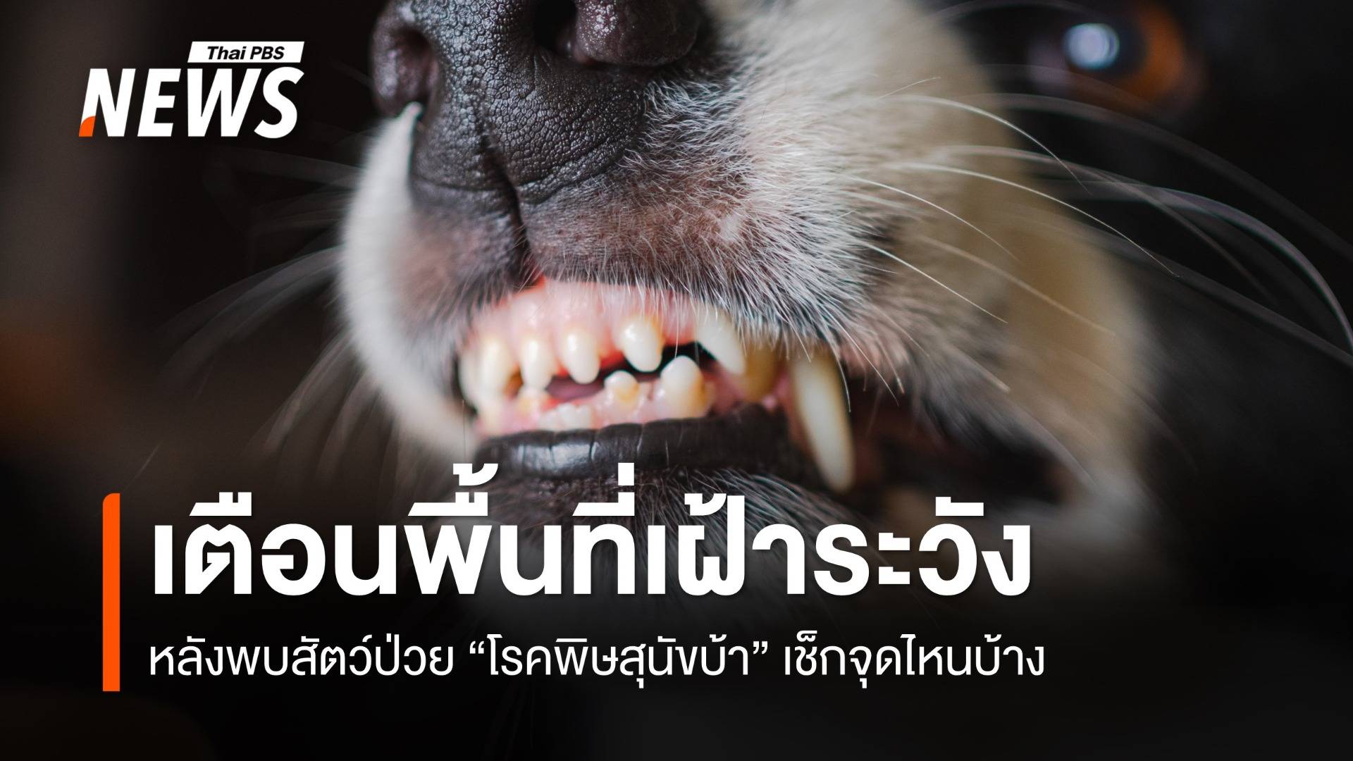 กทม. เตือนพื้นที่เฝ้าระวัง หลังพบสัตว์ป่วย "โรคพิษสุนัขบ้า" เช็กจุดไหนบ้าง