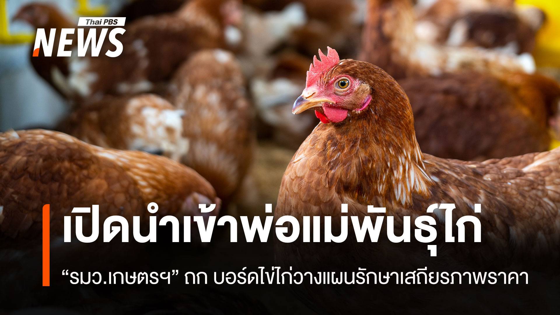 เปิดนำเข้าพ่อแม่พันธุ์ไก่ “รมว.เกษตรฯ”ถก บอร์ดไข่ไก่วางแผนรักษาเสถียรภาพราคา