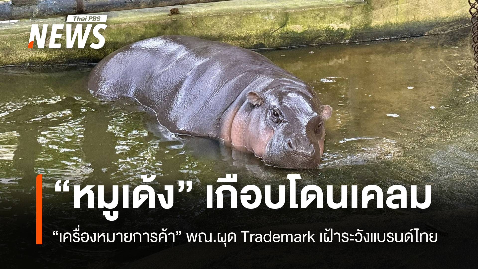 “หมูเด้ง” เกือบโดนเคลม “เครื่องหมายการค้า” พณ.ผุดTrademark เฝ้าระวังแบรนด์ไทย